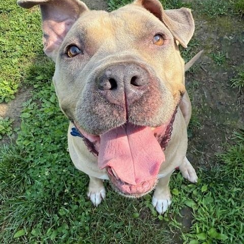 Enlarge Raven, a Adoptable mixed breed in farmingdale, NJ image 2/4