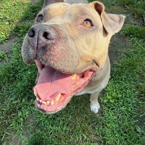 Raven, Adoptable, Adult Female American Staffordshire Terrier & Shar-Pei.