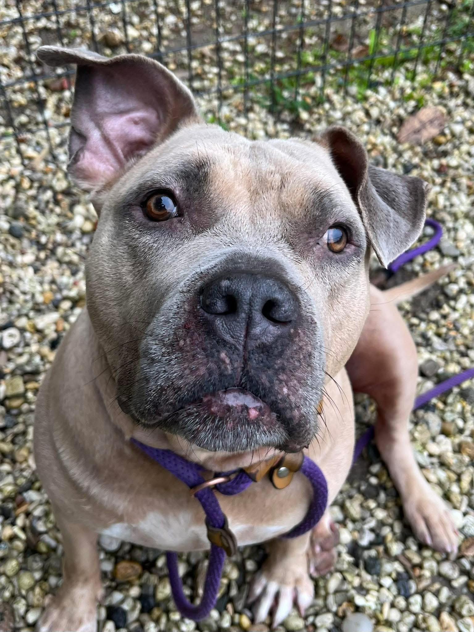 Enlarge Raven, a Adoptable mixed breed in farmingdale, NJ image 4/4