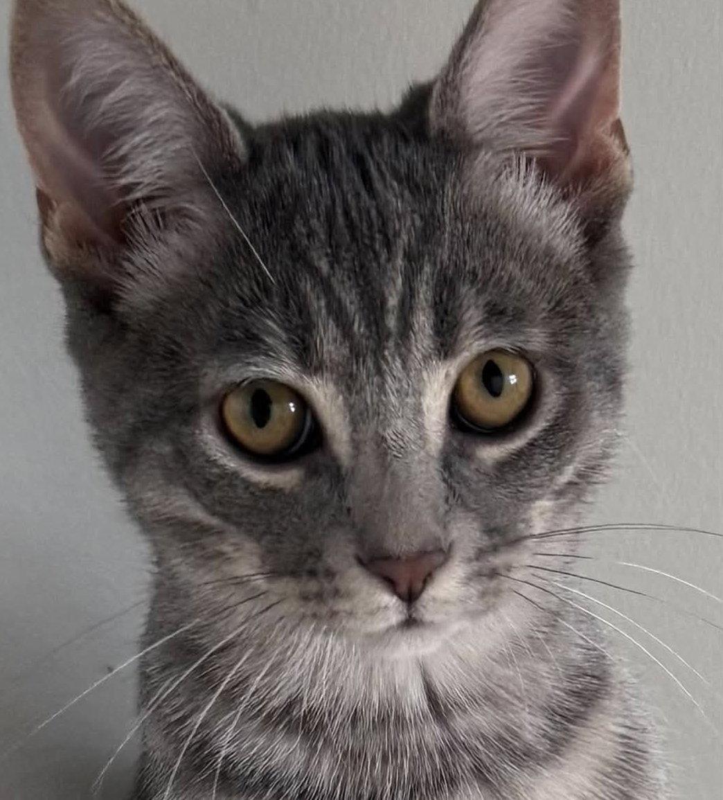 Enlarge Smokey, a Adoptable Tabby in Orleans, ON image 1/2
