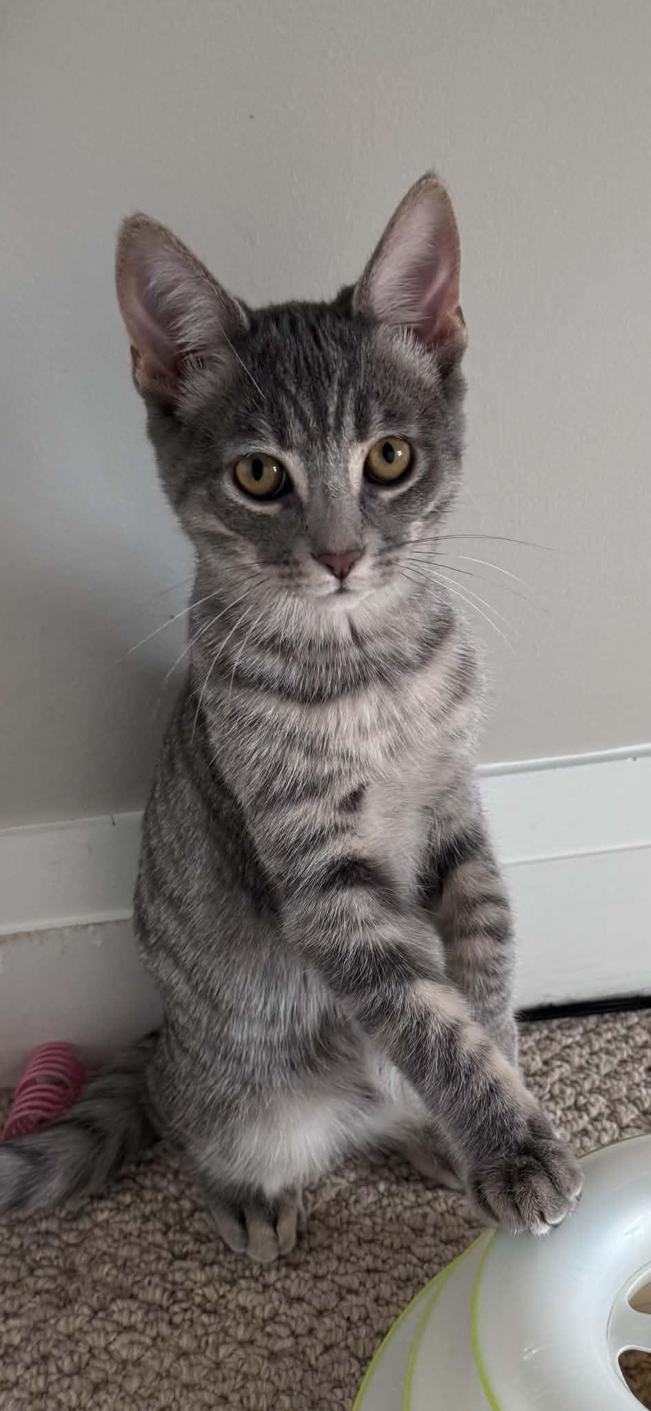 Enlarge Smokey, a Adoptable Tabby in Orleans, ON image 2/2
