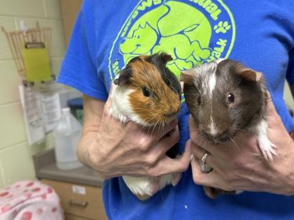 Enlarge Archer, a Adoptable Guinea Pig in Gwinn, MI image 1/1
