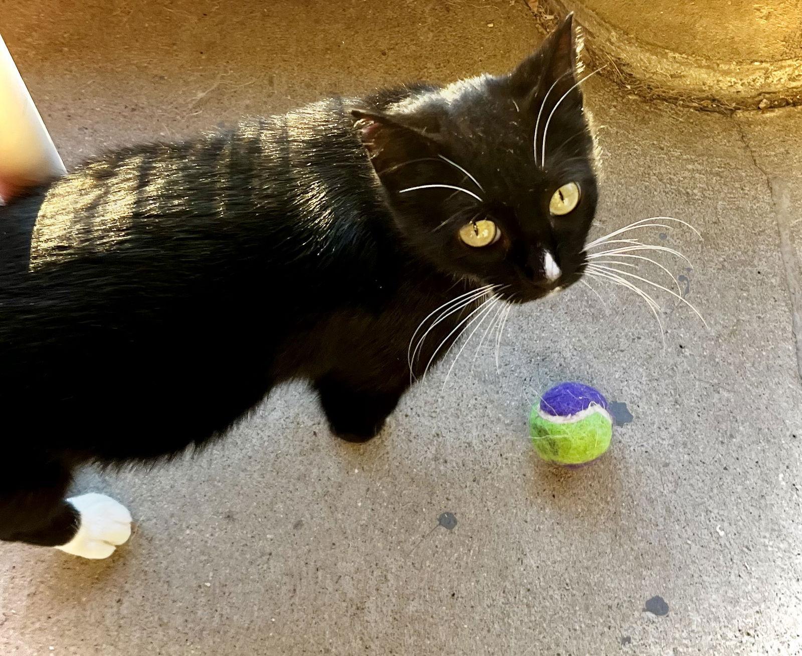 Sauki — thumbnail 2