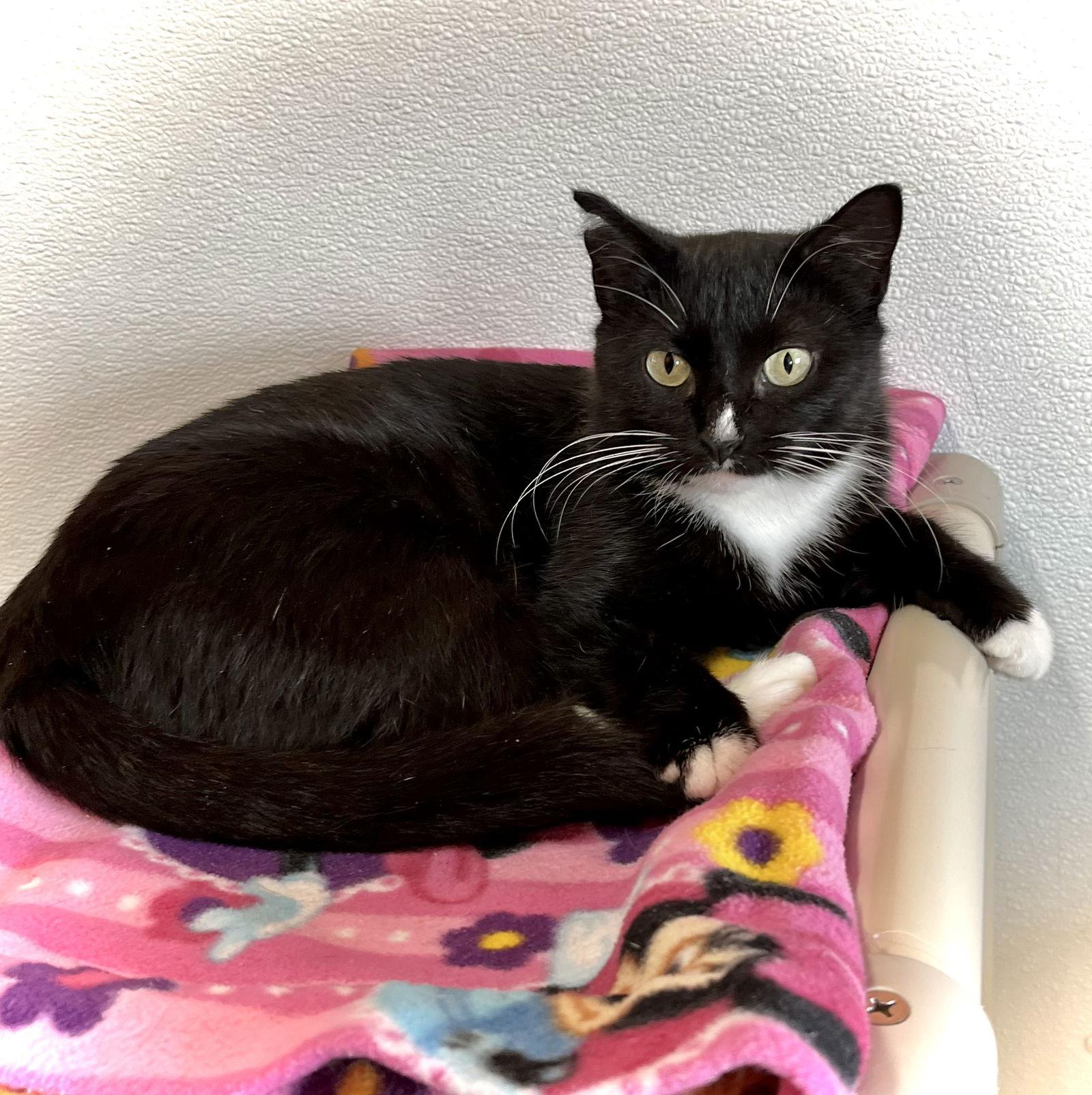 Sauki — thumbnail 3