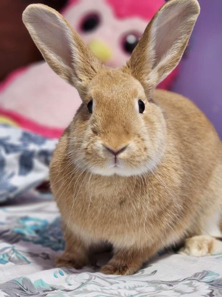 Enlarge KAI, a Adoptable Tan in Forest Hills, NY image 3/6