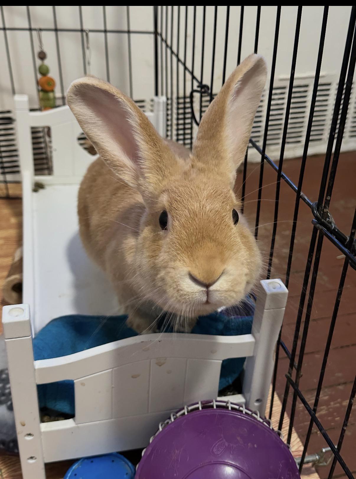 Enlarge KAI, a Adoptable Tan in Forest Hills, NY image 4/6