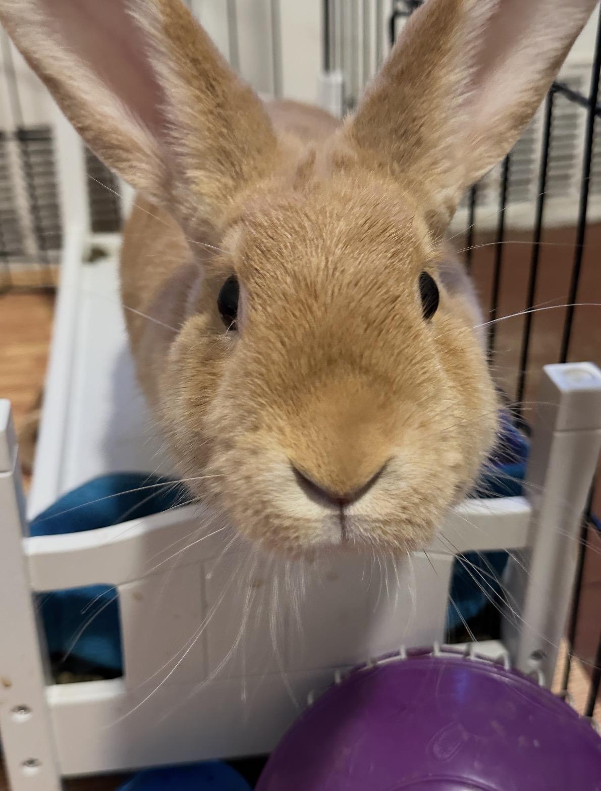 Enlarge KAI, a Adoptable Tan in Forest Hills, NY image 5/6