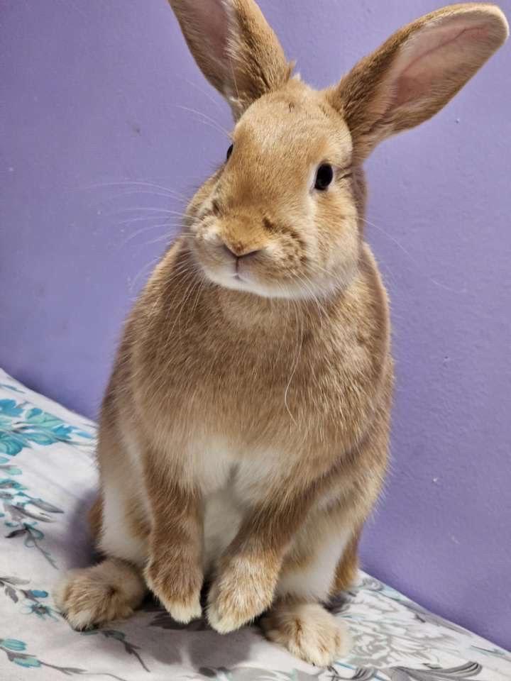 Enlarge KAI, a Adoptable Tan in Forest Hills, NY image 2/6