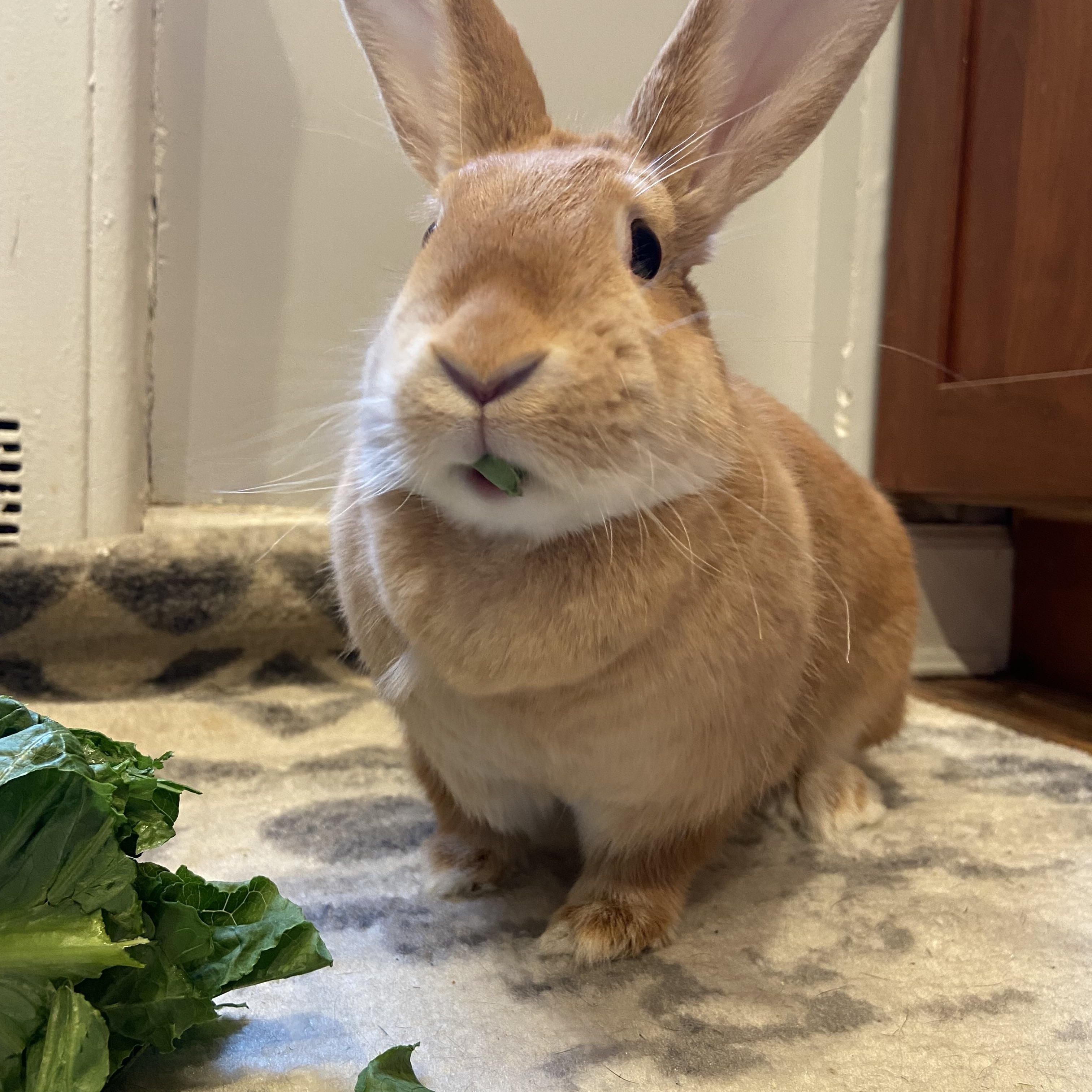 Enlarge KAI, a Adoptable Tan in Forest Hills, NY image 1/6