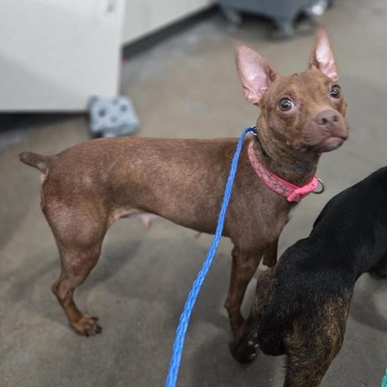 Jordan Sullivan, adoptable, Young Female Chihuahua.