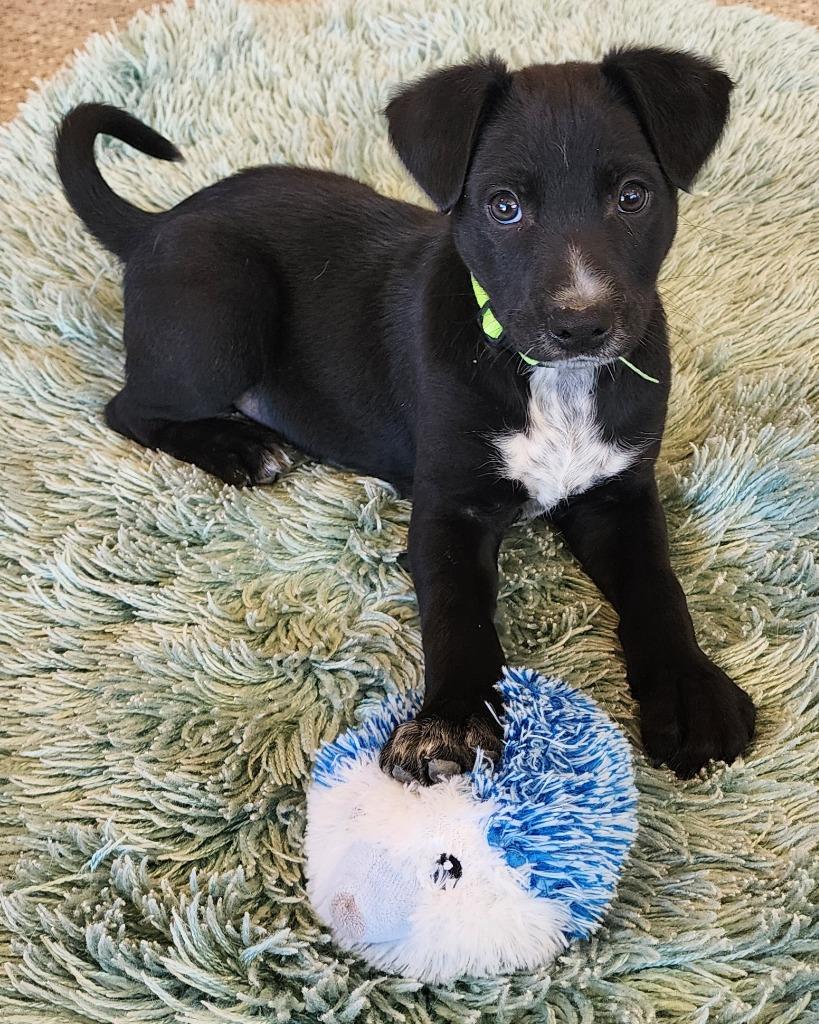 Enlarge Knoxville, a Adopted mixed breed in Gold Beach, OR image 1/1