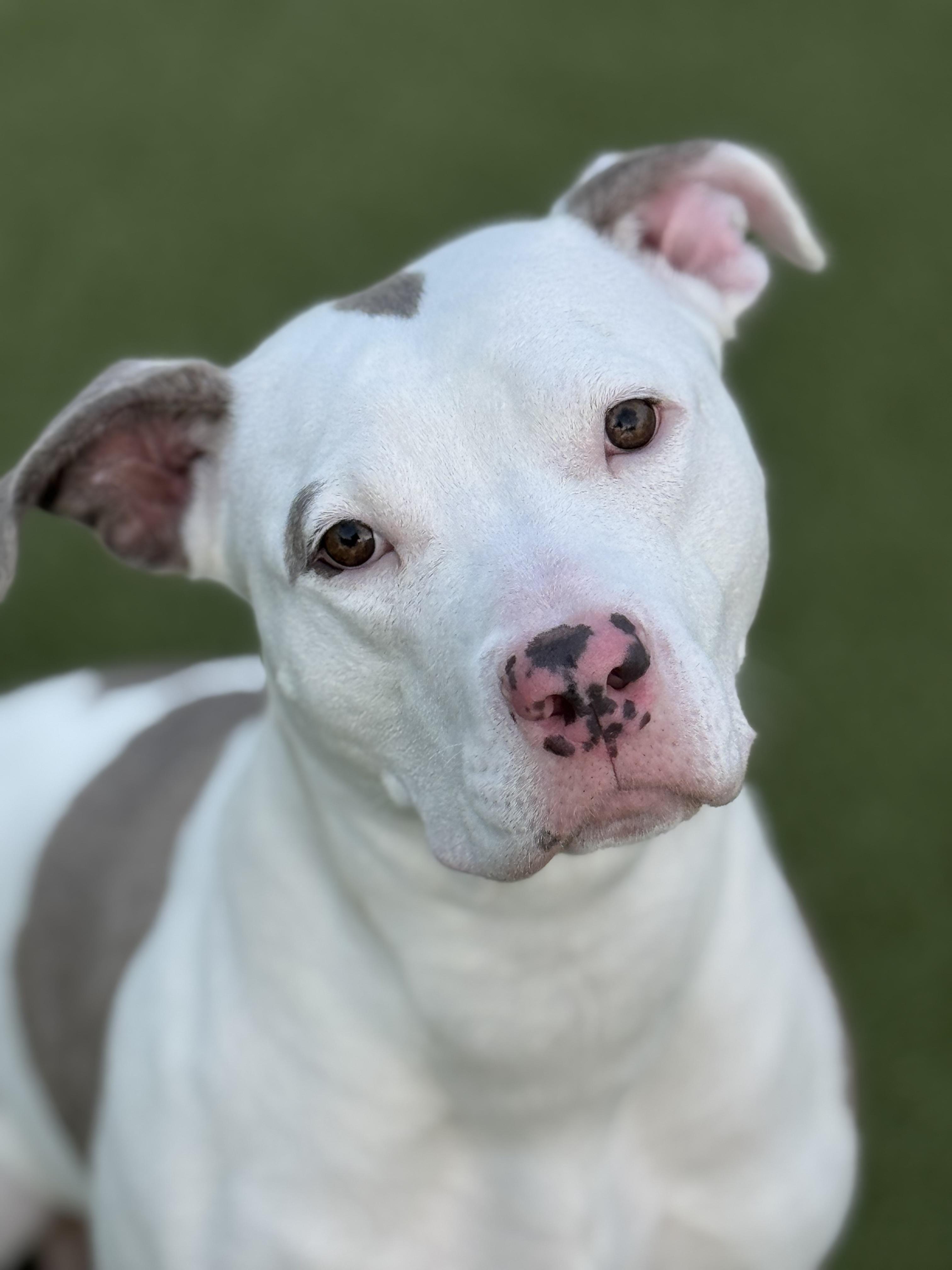 Hazel, ADOPTABLE, Young Female Pit Bull Terrier.