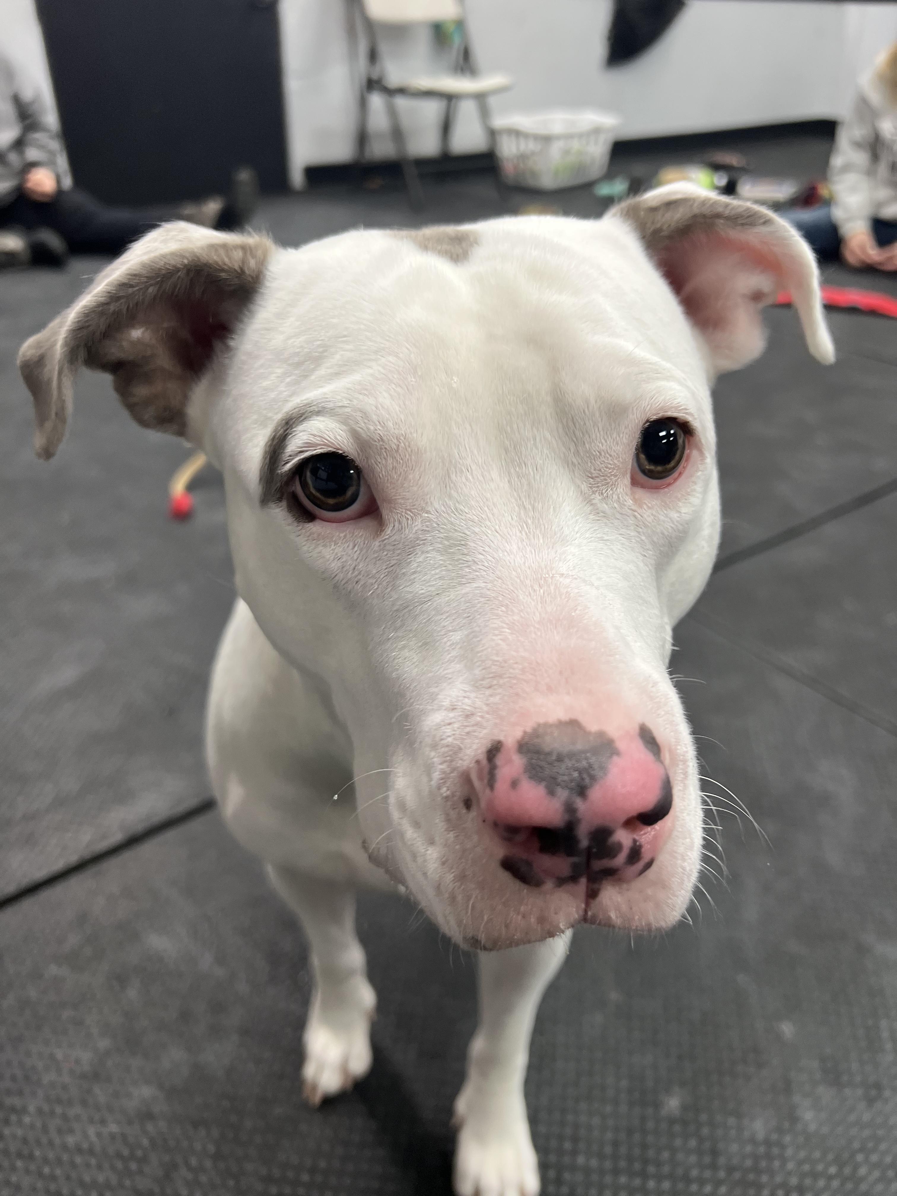 Enlarge Hazel, a ADOPTABLE Pit Bull Terrier in Vernon Hills, IL image 5/6