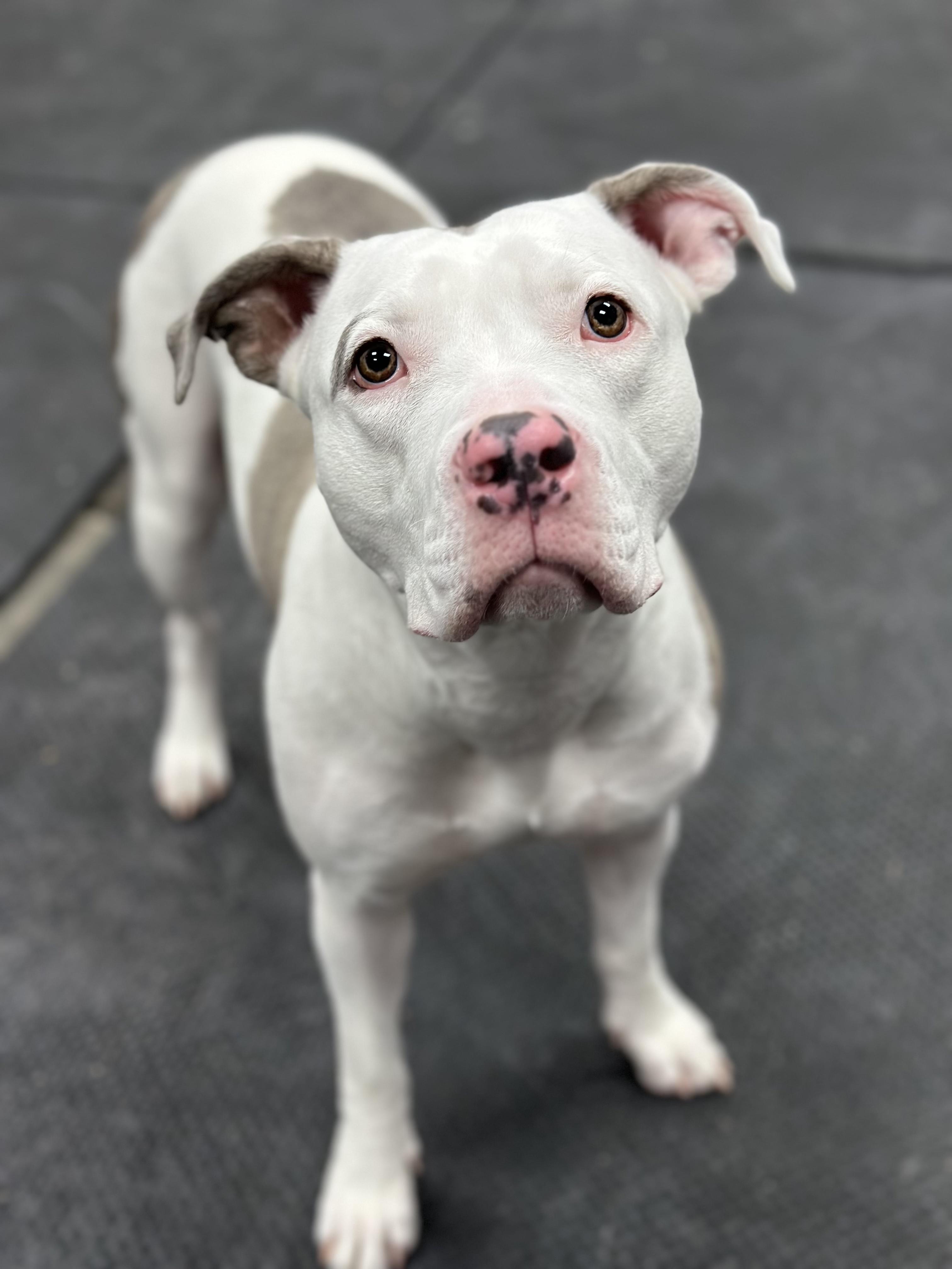 Enlarge Hazel, a ADOPTABLE Pit Bull Terrier in Vernon Hills, IL image 2/6