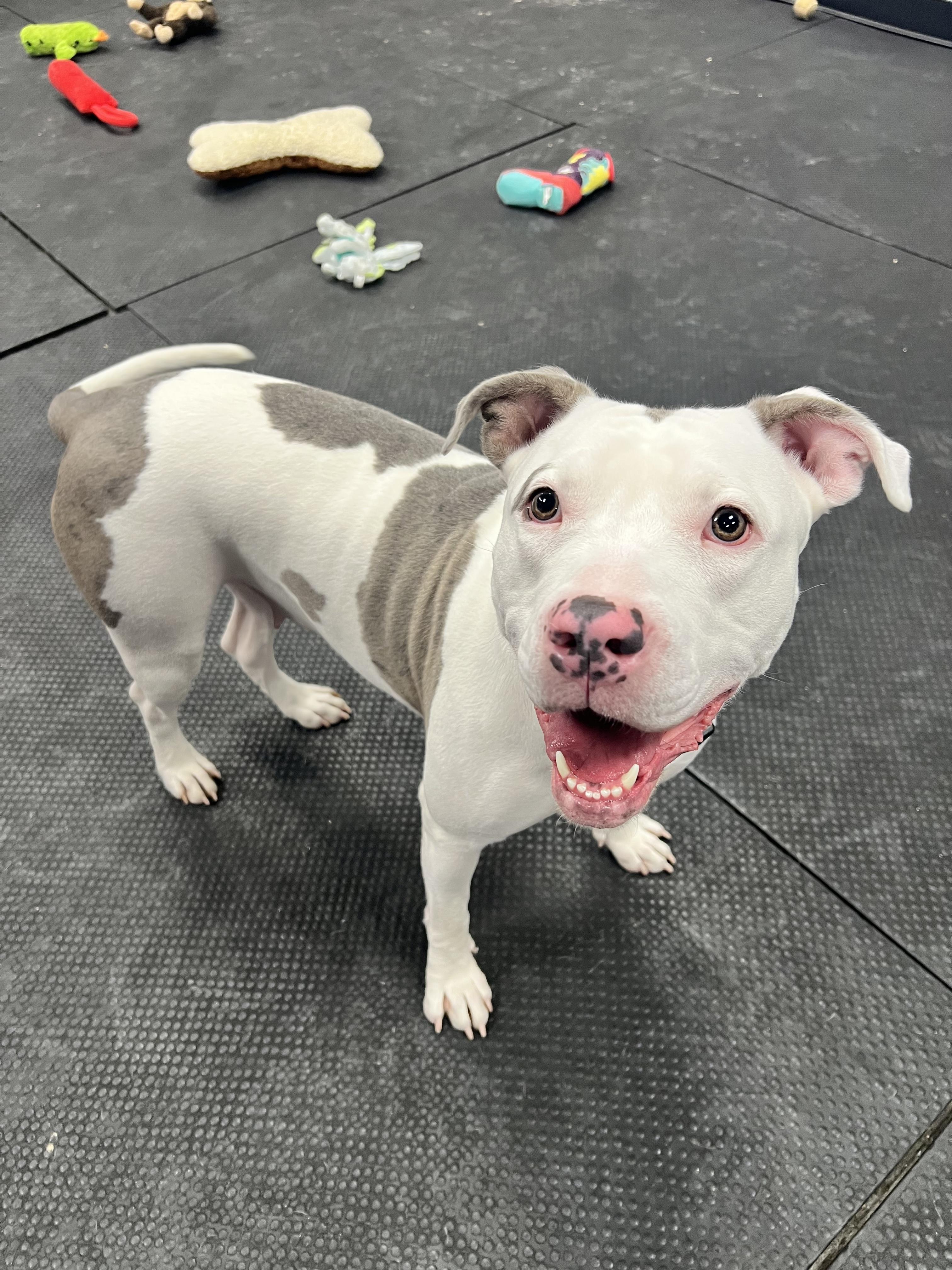 Enlarge Hazel, a ADOPTABLE Pit Bull Terrier in Vernon Hills, IL image 6/6