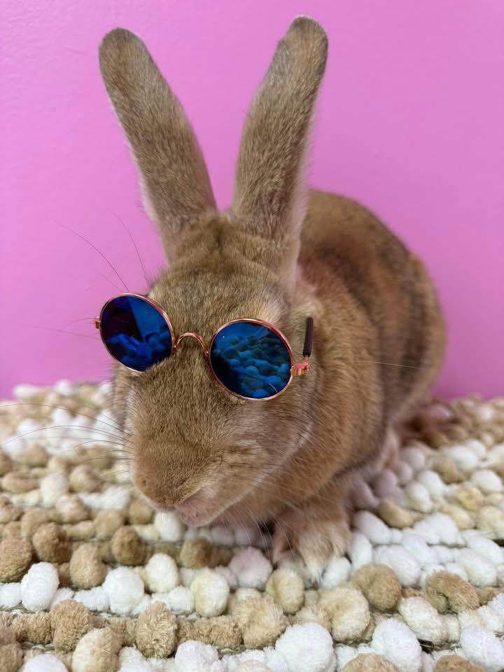 Enlarge Old Man, a Adoptable New Zealand in St. Charles, MO image 1/5