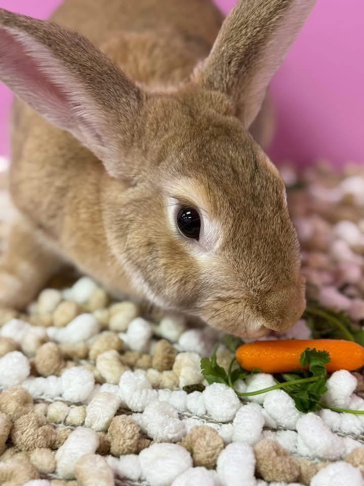 Enlarge Old Man, a Adoptable New Zealand in St. Charles, MO image 2/5