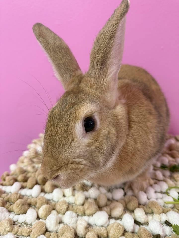 Old Man, Adoptable, Adult Male New Zealand.