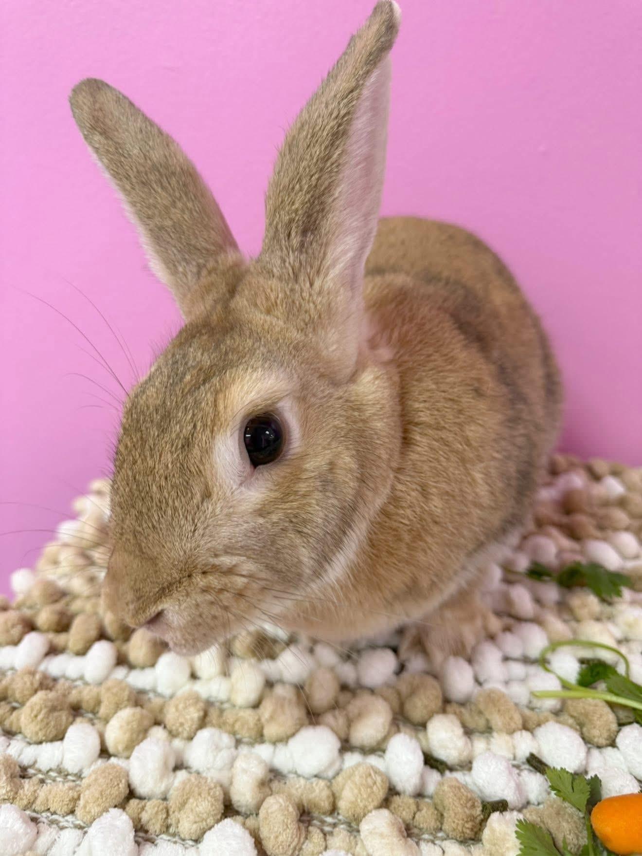 Enlarge Old Man, a Adoptable New Zealand in St. Charles, MO image 4/5