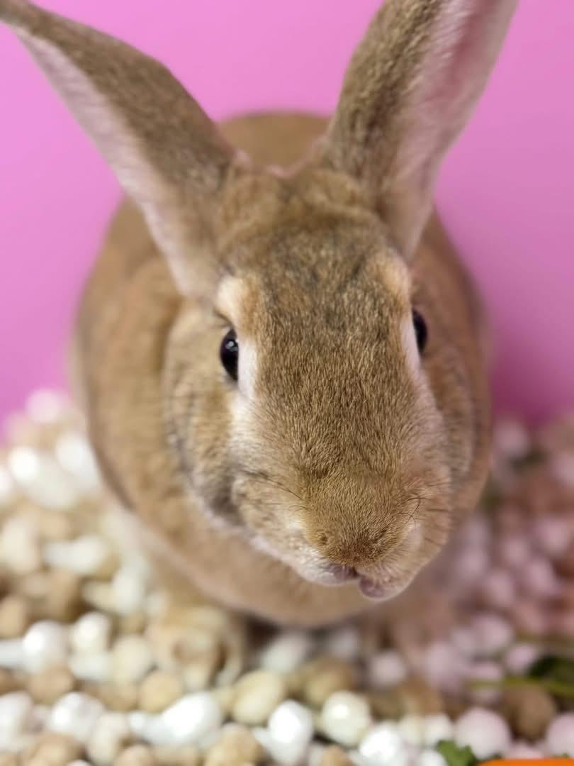 Enlarge Old Man, a Adoptable New Zealand in St. Charles, MO image 5/5