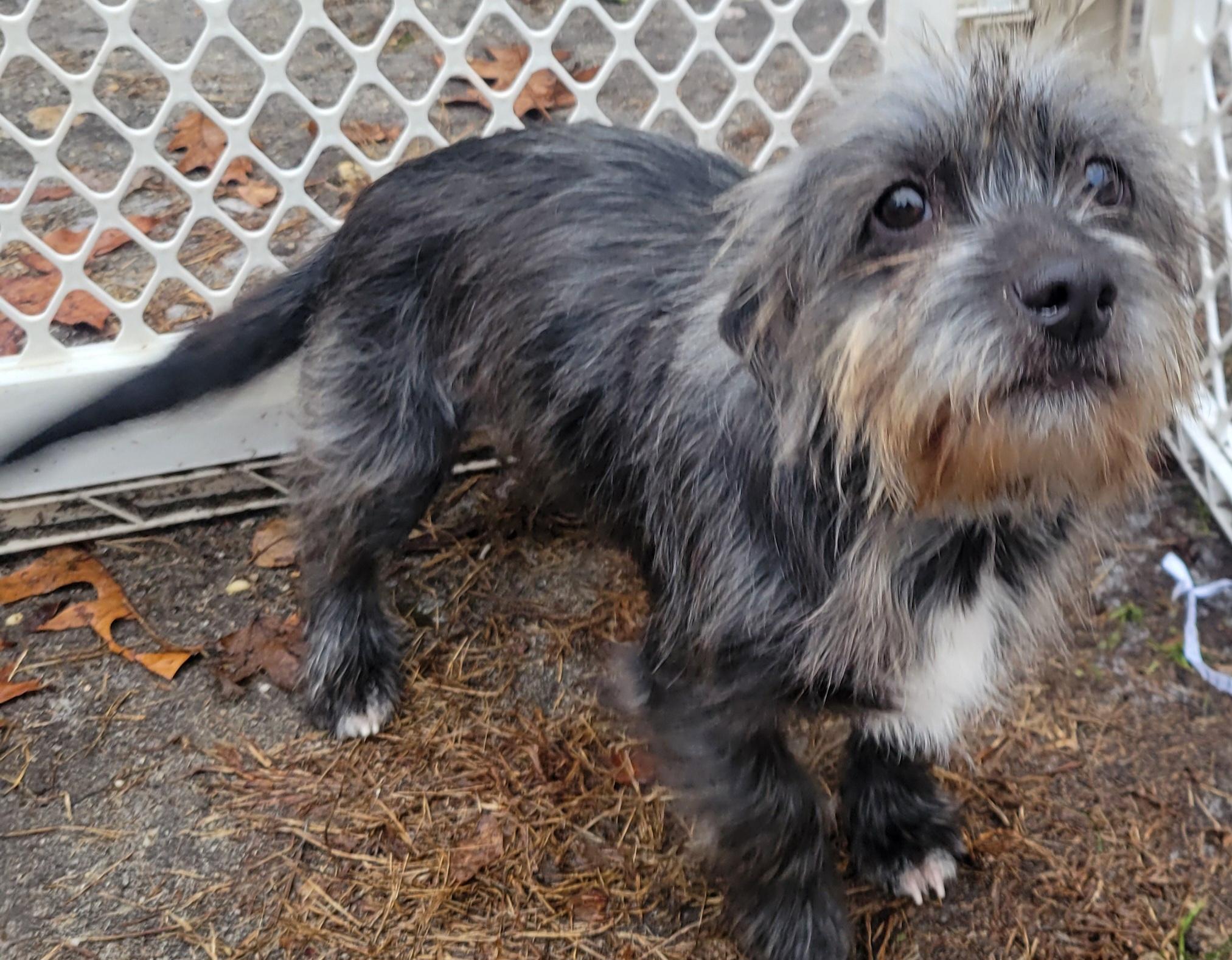 Enlarge Munchie, an adopted mixed breed in Elwood, NJ image 4/4