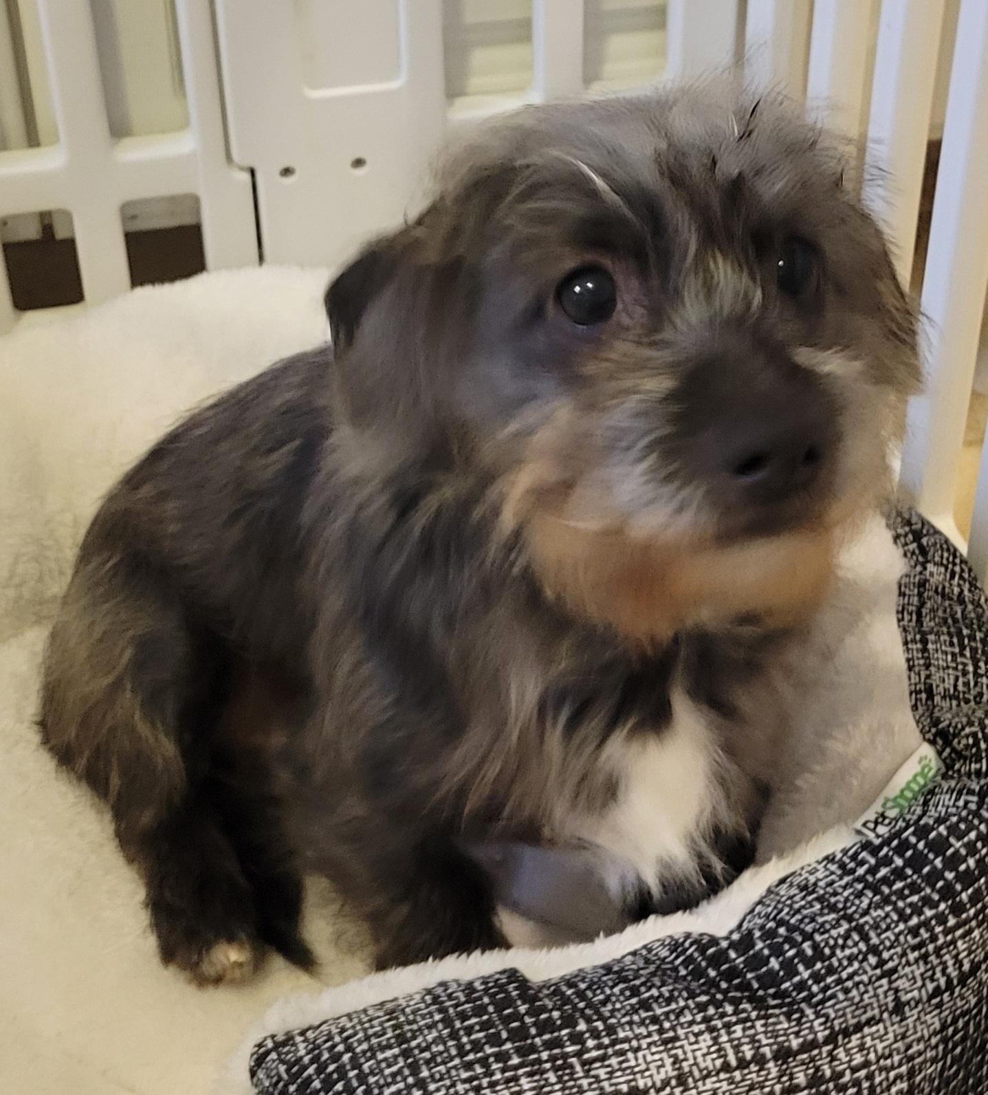 Enlarge Munchie, an adopted mixed breed in Elwood, NJ image 3/4