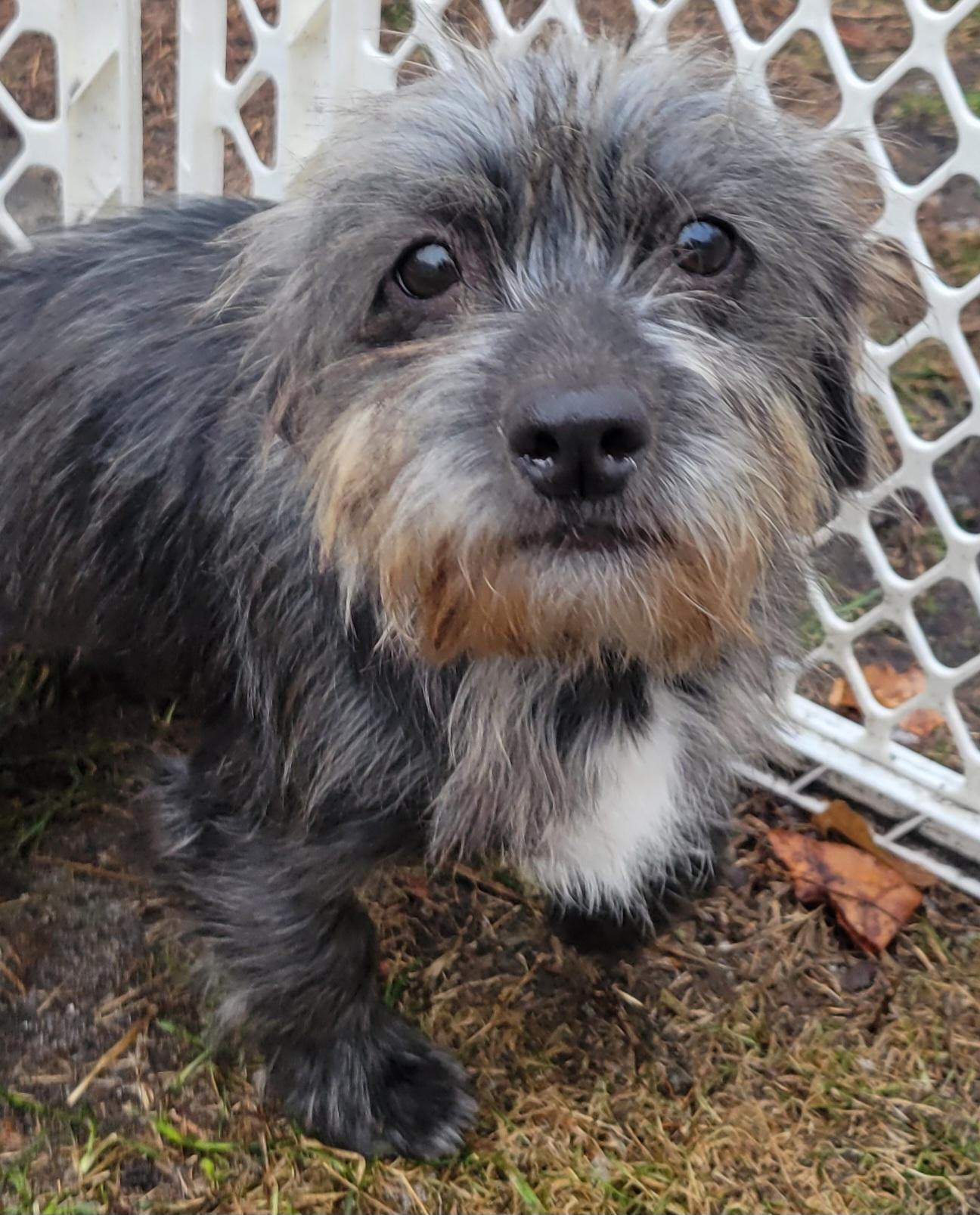 Munchie, adopted, Puppy Female Dachshund (Miniature Long Haired).