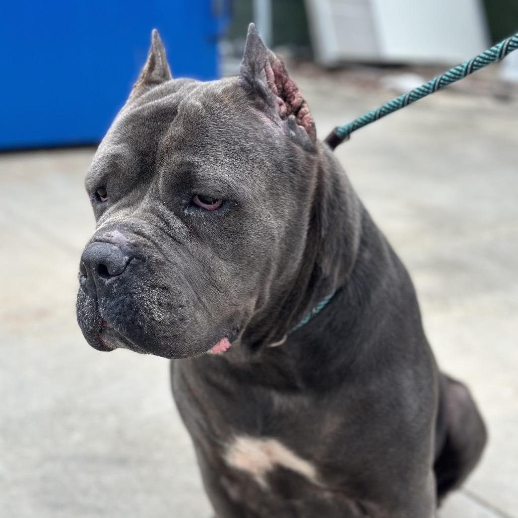 Enlarge Dyamond, a Adoptable Cane Corso in manchester, PA image 1/1