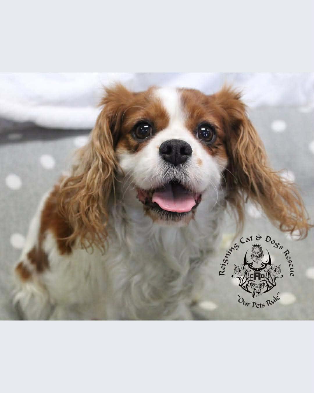 Honey, ADOPTABLE, Adult Female Cavalier King Charles Spaniel.