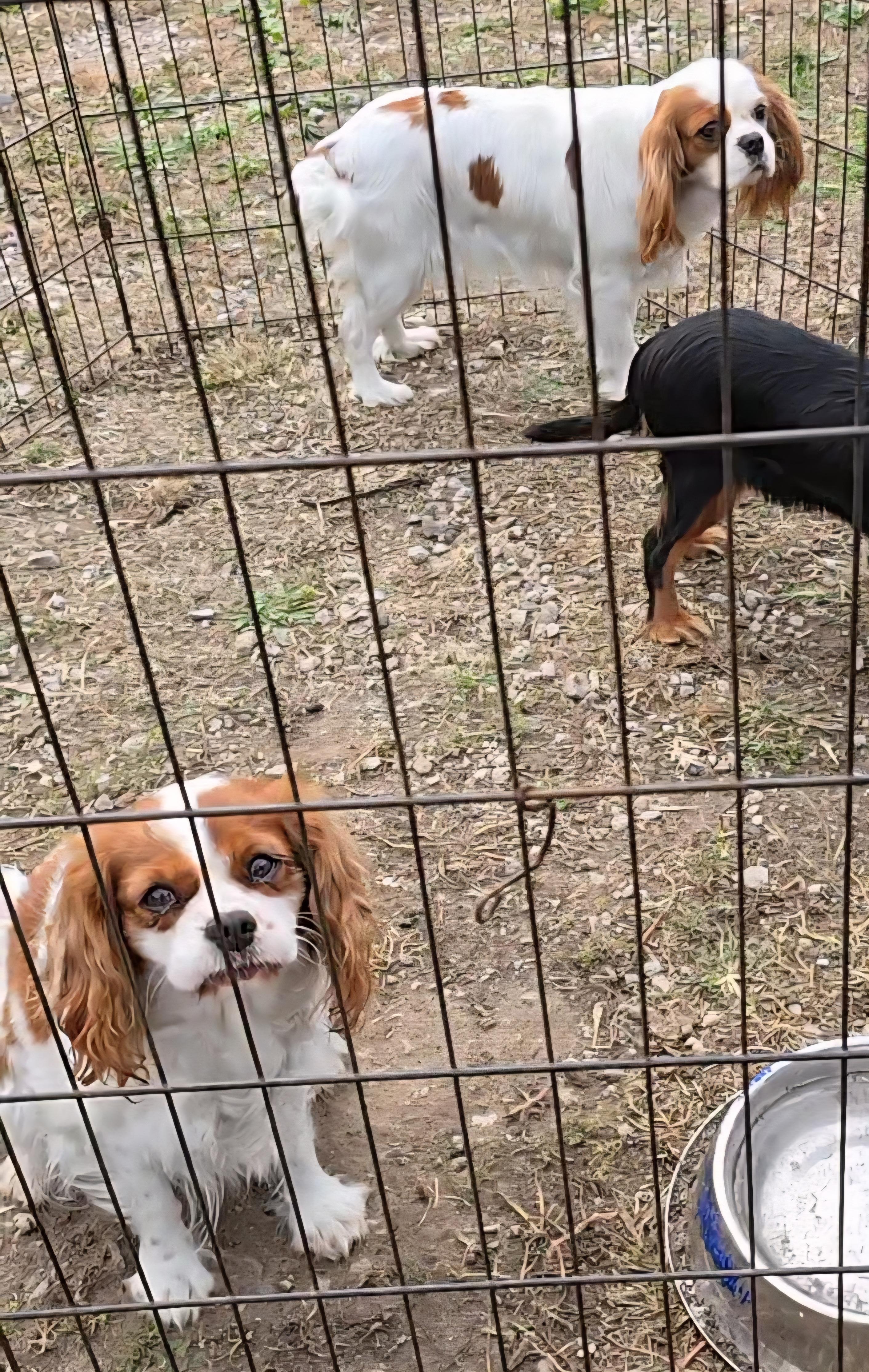 Enlarge Honey, a ADOPTABLE Cavalier King Charles Spaniel in LaGrange, IN image 4/6