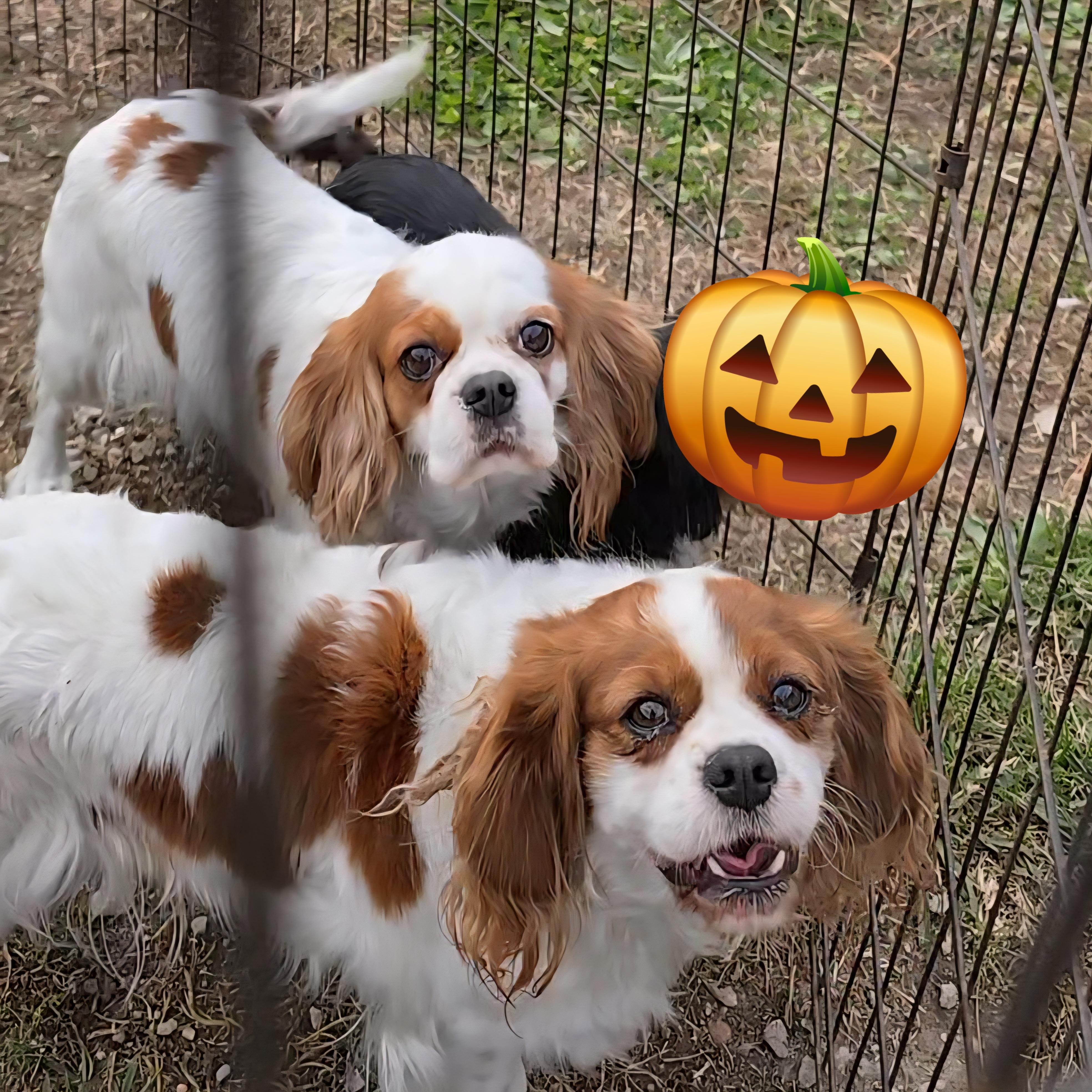 Enlarge Honey, a ADOPTABLE Cavalier King Charles Spaniel in LaGrange, IN image 3/6