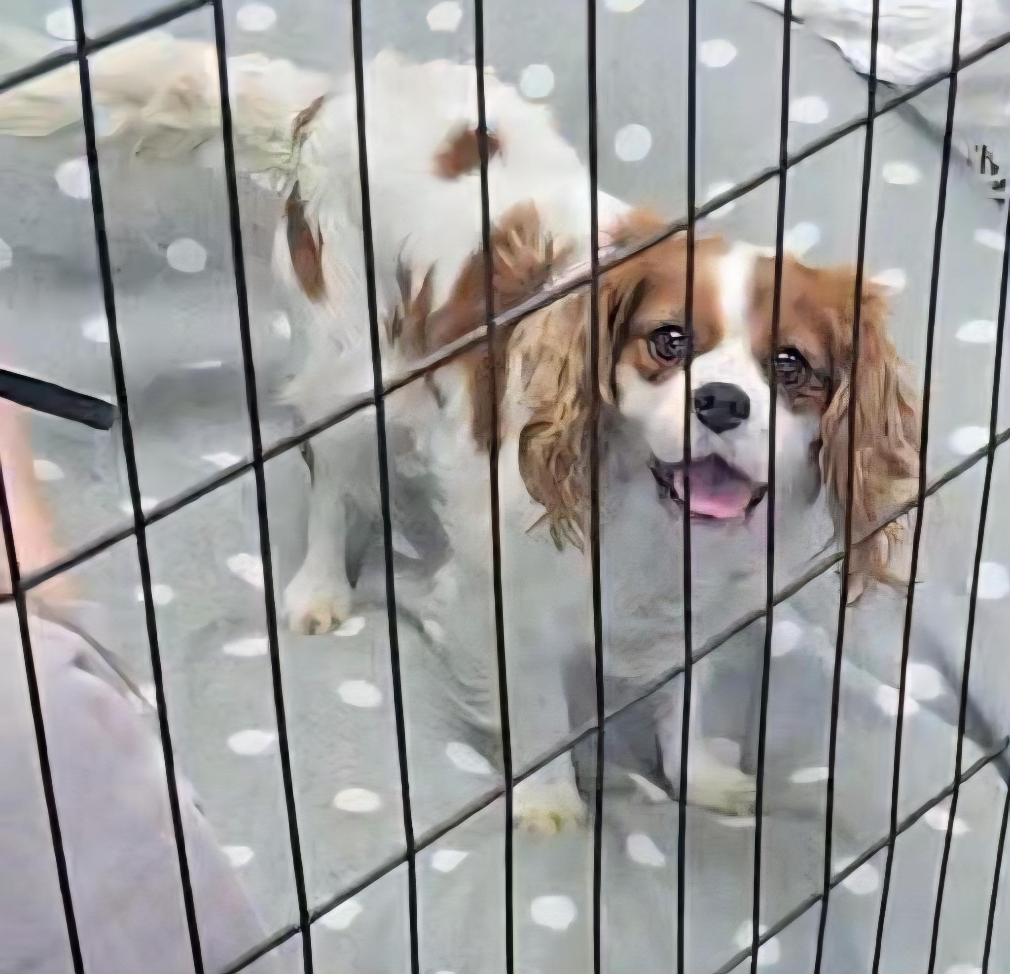 Enlarge Honey, a ADOPTABLE Cavalier King Charles Spaniel in LaGrange, IN image 5/6