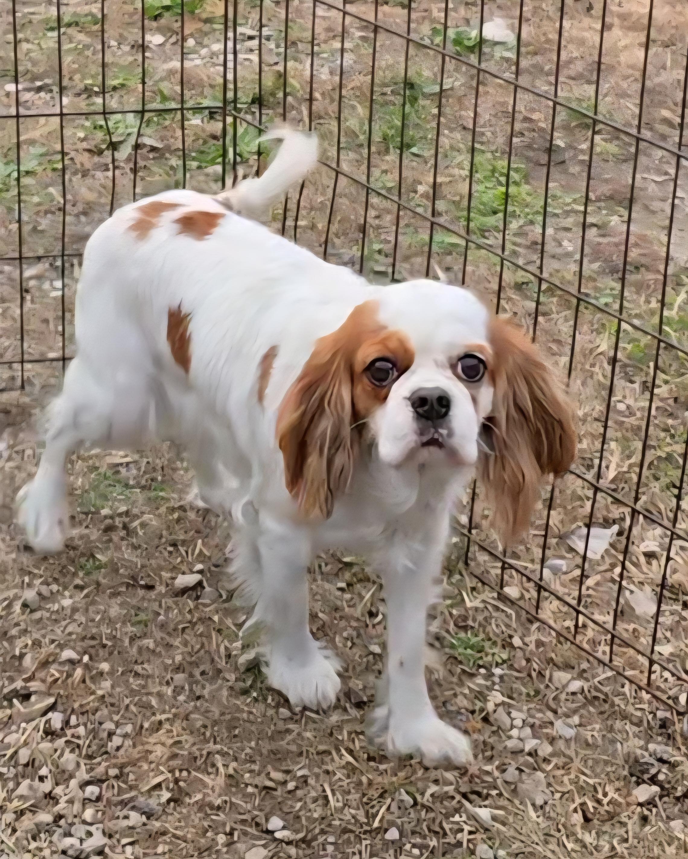 Enlarge Honey, a ADOPTABLE Cavalier King Charles Spaniel in LaGrange, IN image 2/6