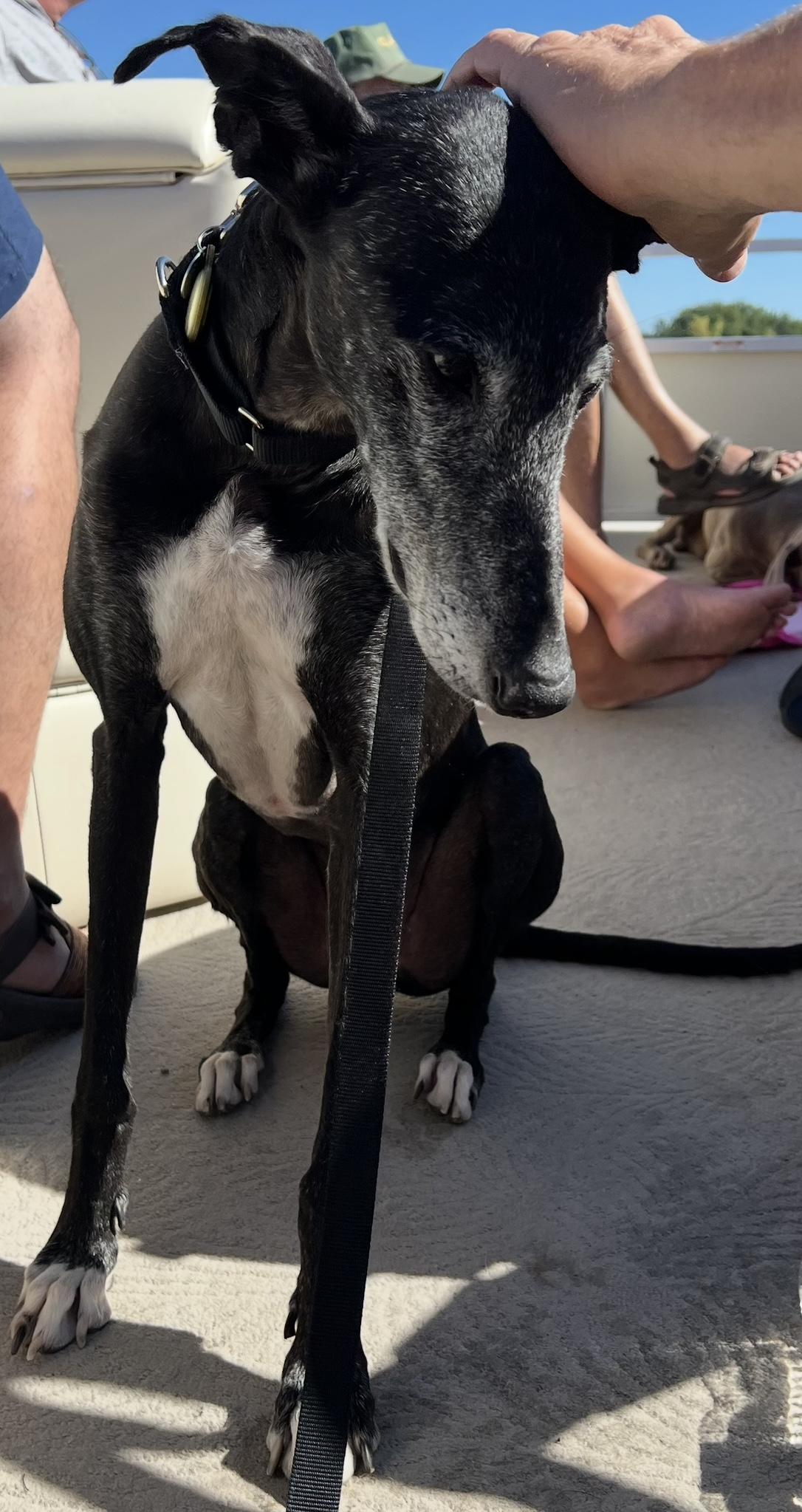 Enlarge Hermes, a Adoptable mixed breed in Hobart, IN image 2/5