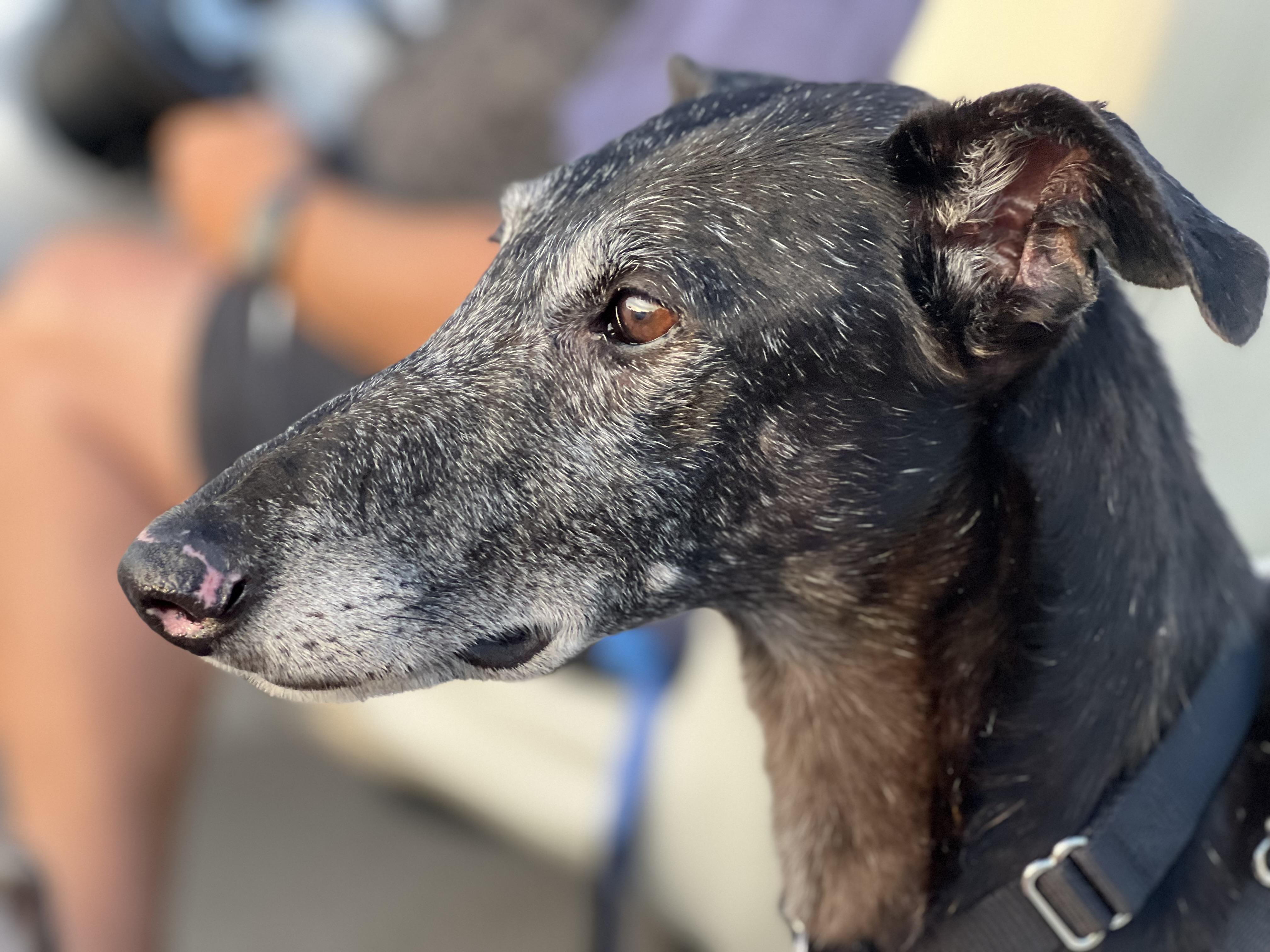 Enlarge Hermes, a Adoptable mixed breed in Hobart, IN image 3/5