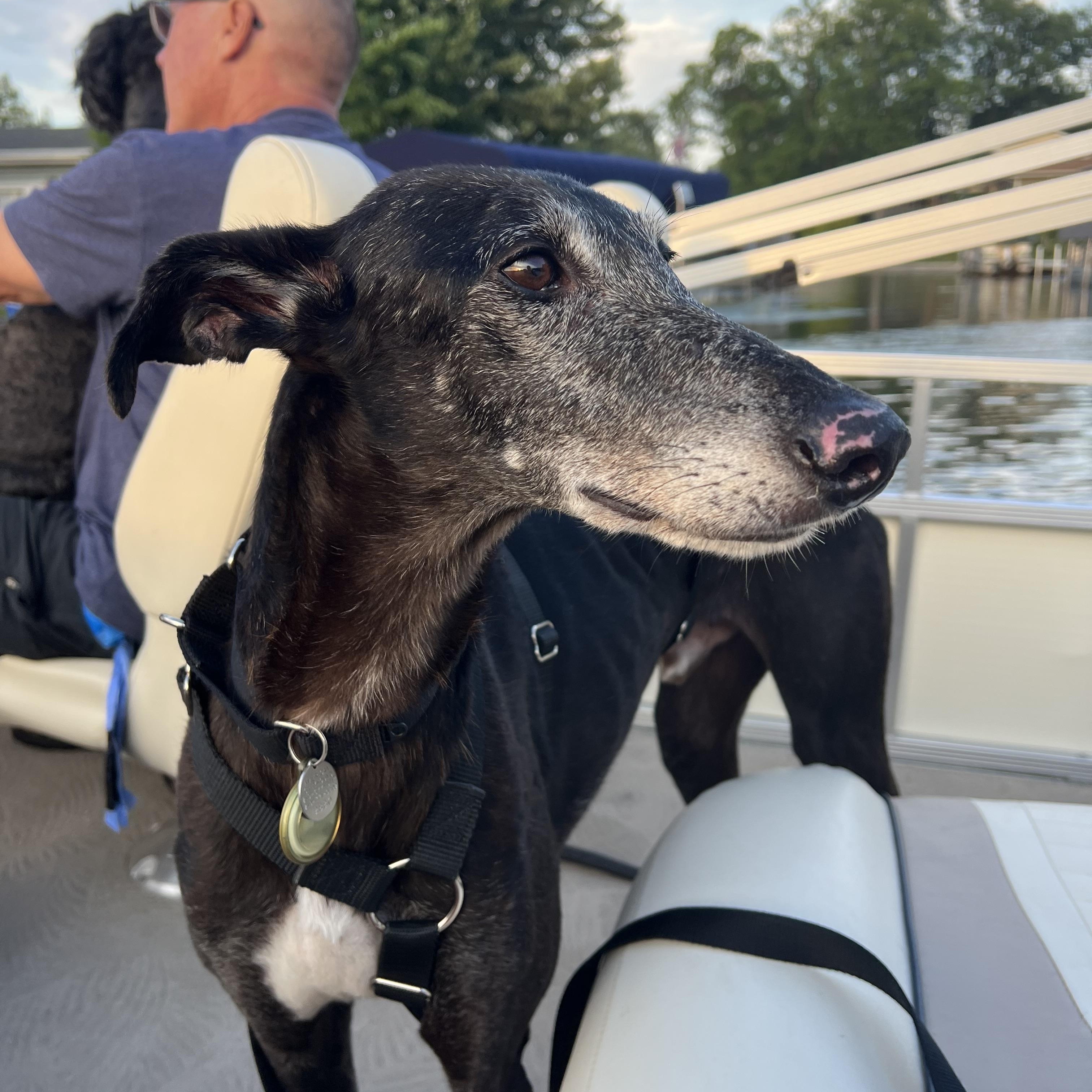 Enlarge Hermes, a Adoptable mixed breed in Hobart, IN image 1/5