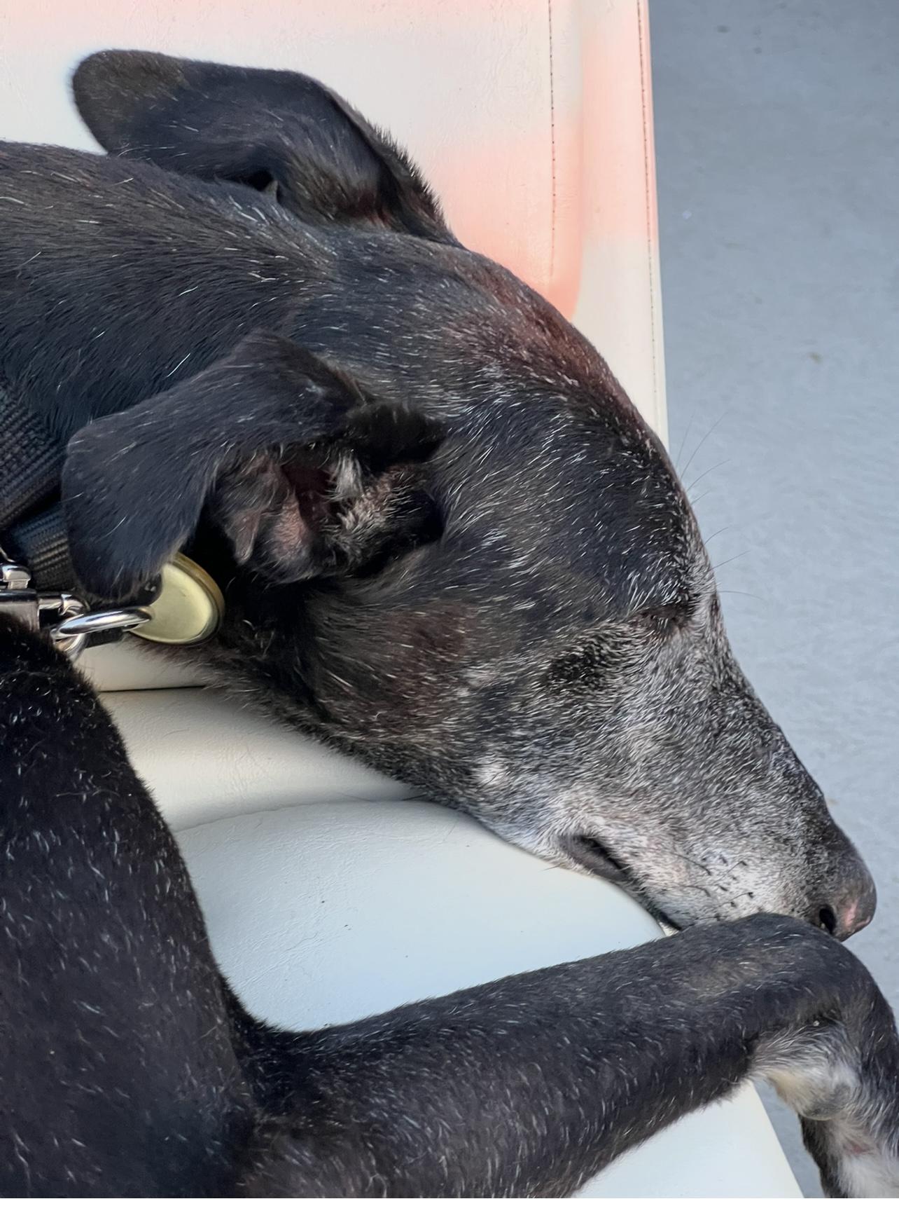 Enlarge Hermes, a Adoptable mixed breed in Hobart, IN image 4/5