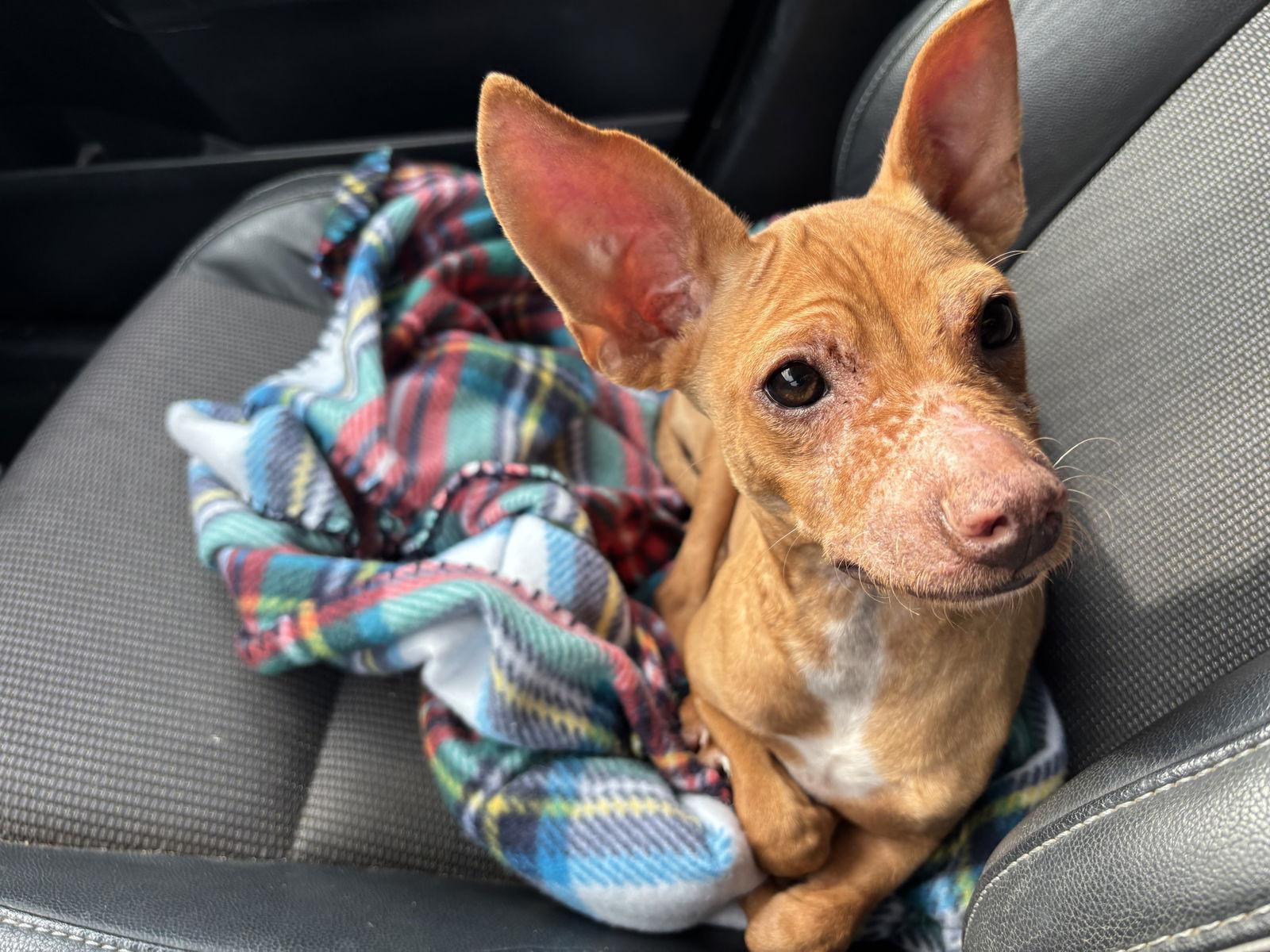 Enlarge Tostada “Toasty” McNugget, a Adoptable mixed breed in Portland, OR image 1/3