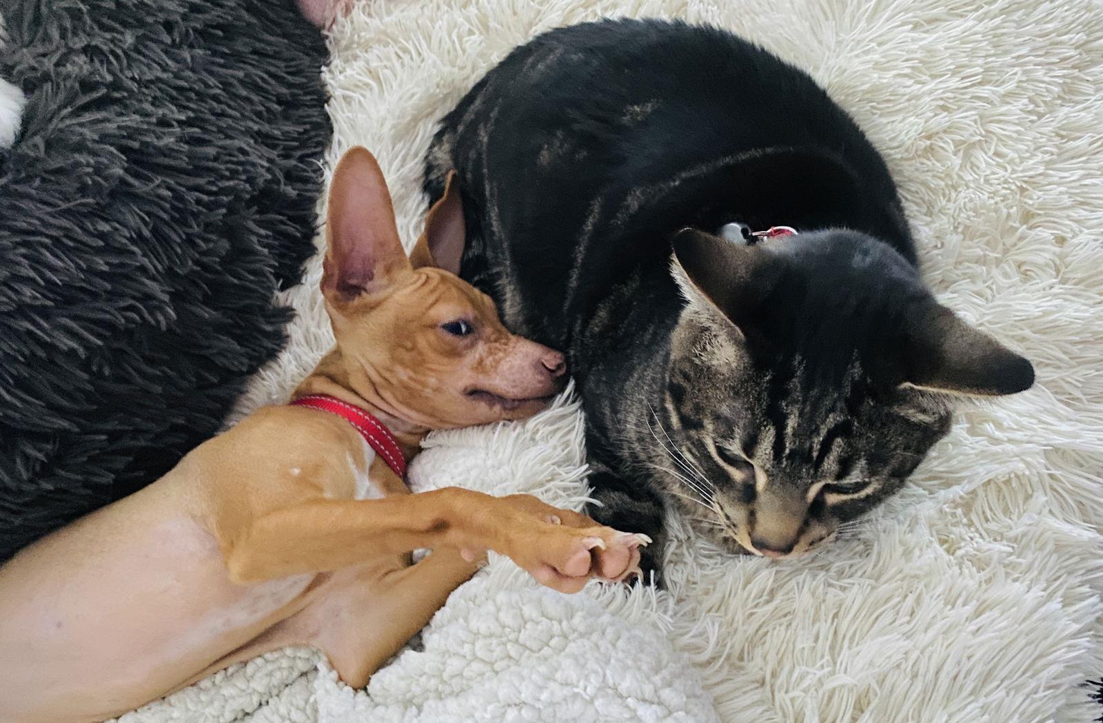 Enlarge Tostada “Toasty” McNugget, a Adoptable mixed breed in Portland, OR image 2/3