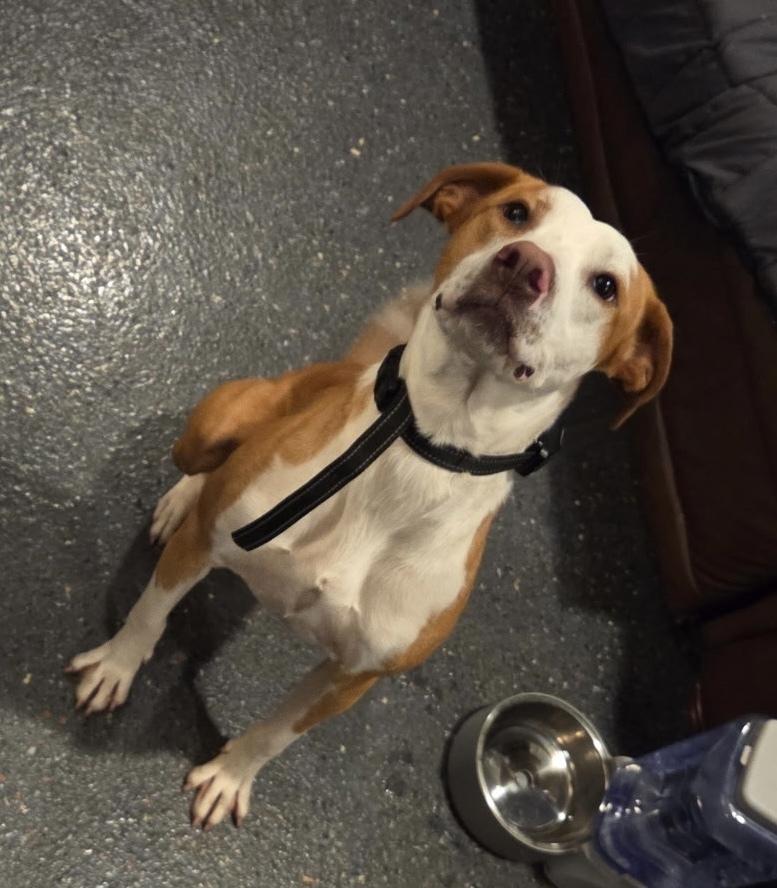 Bourbon, Adoptable, Young Male Pit Bull Terrier.