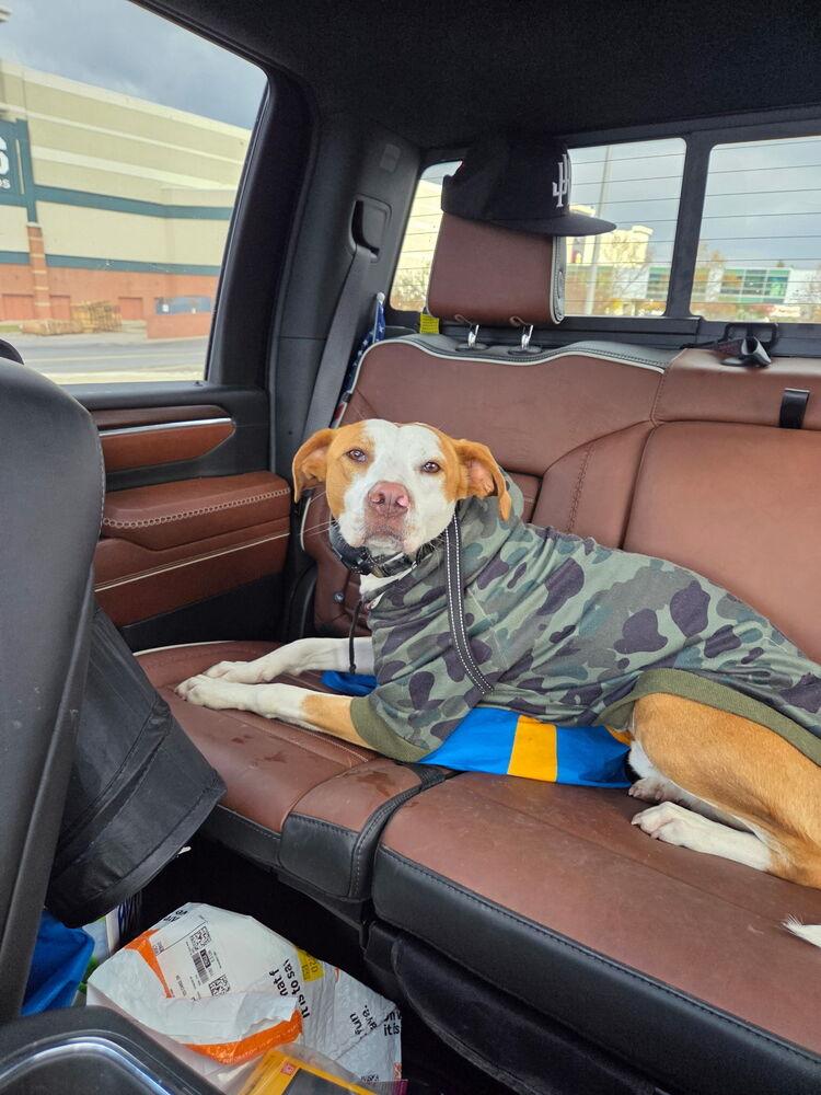 Enlarge Bourbon, a Adoptable mixed breed in Syracuse, NY image 2/6