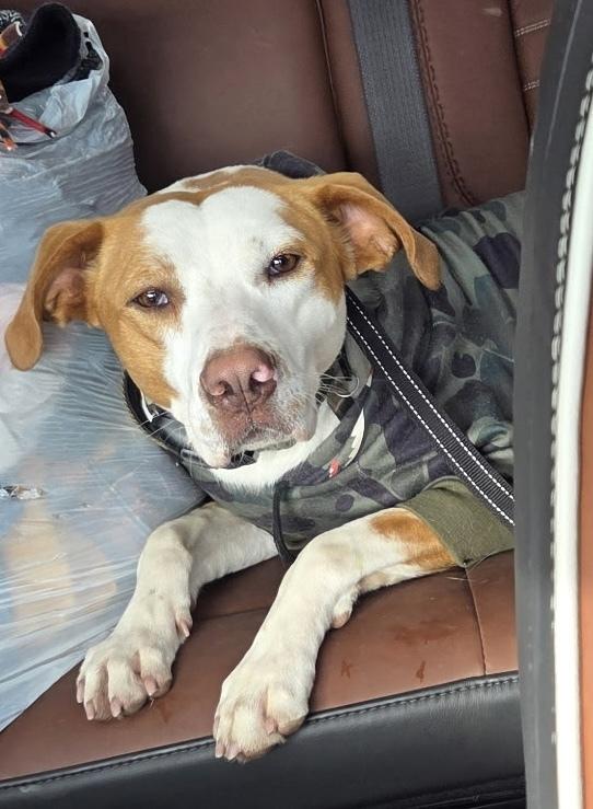 Enlarge Bourbon, a Adoptable mixed breed in Syracuse, NY image 3/6