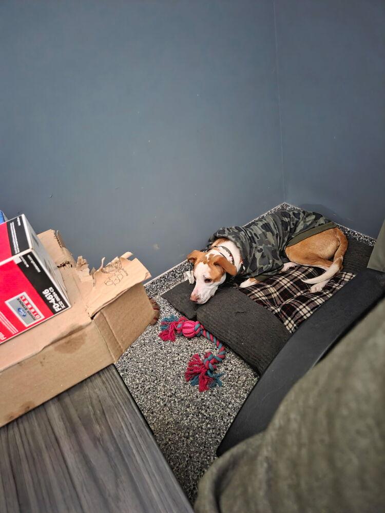 Enlarge Bourbon, a Adoptable mixed breed in Syracuse, NY image 4/6