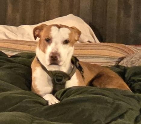 Enlarge Bourbon, a Adoptable mixed breed in Syracuse, NY image 5/6