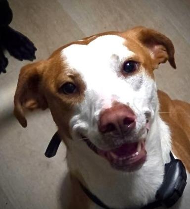 Enlarge Bourbon, a Adoptable mixed breed in Syracuse, NY image 6/6