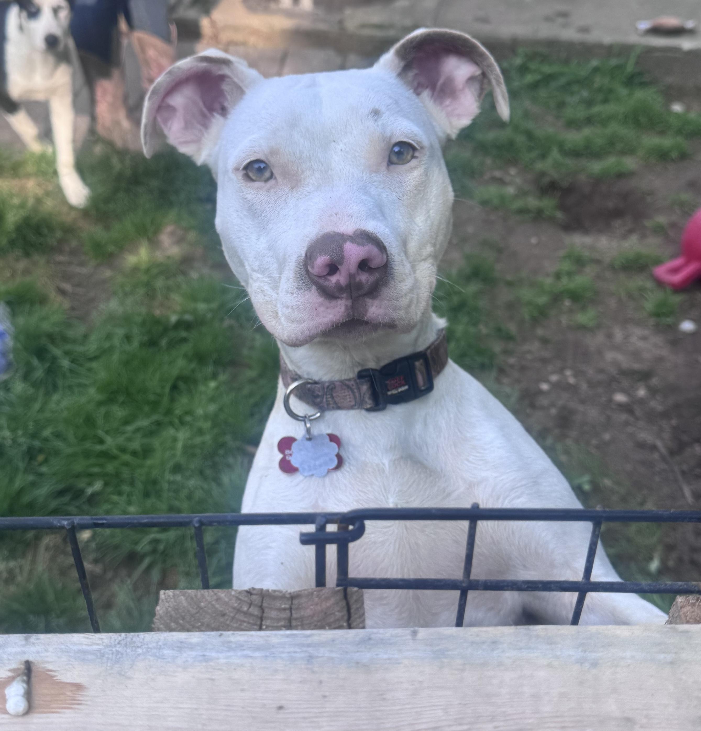 Pearl (Jaime - Fostered in New England) photo 4
