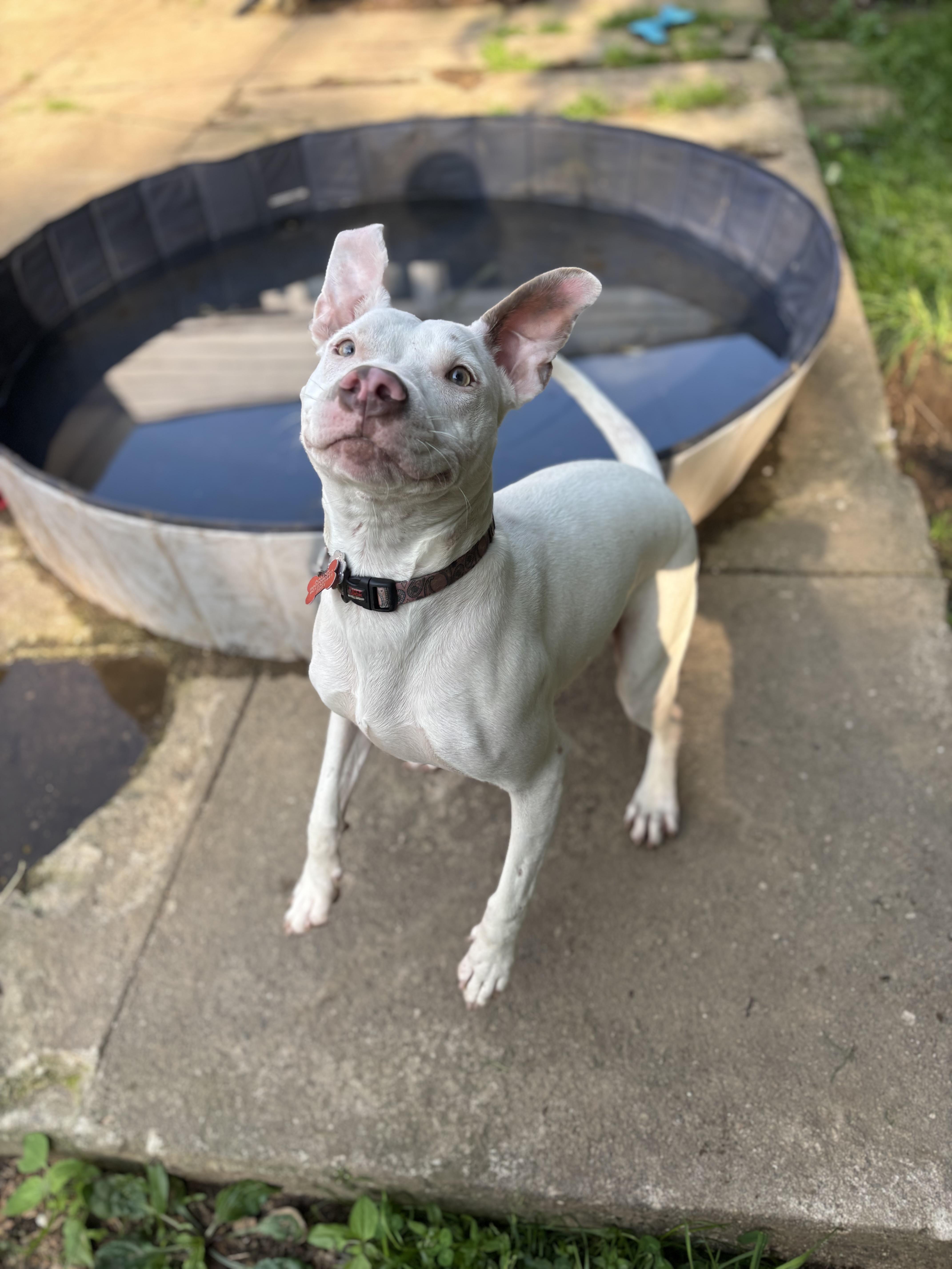 Pearl (Jaime - Fostered in New England)