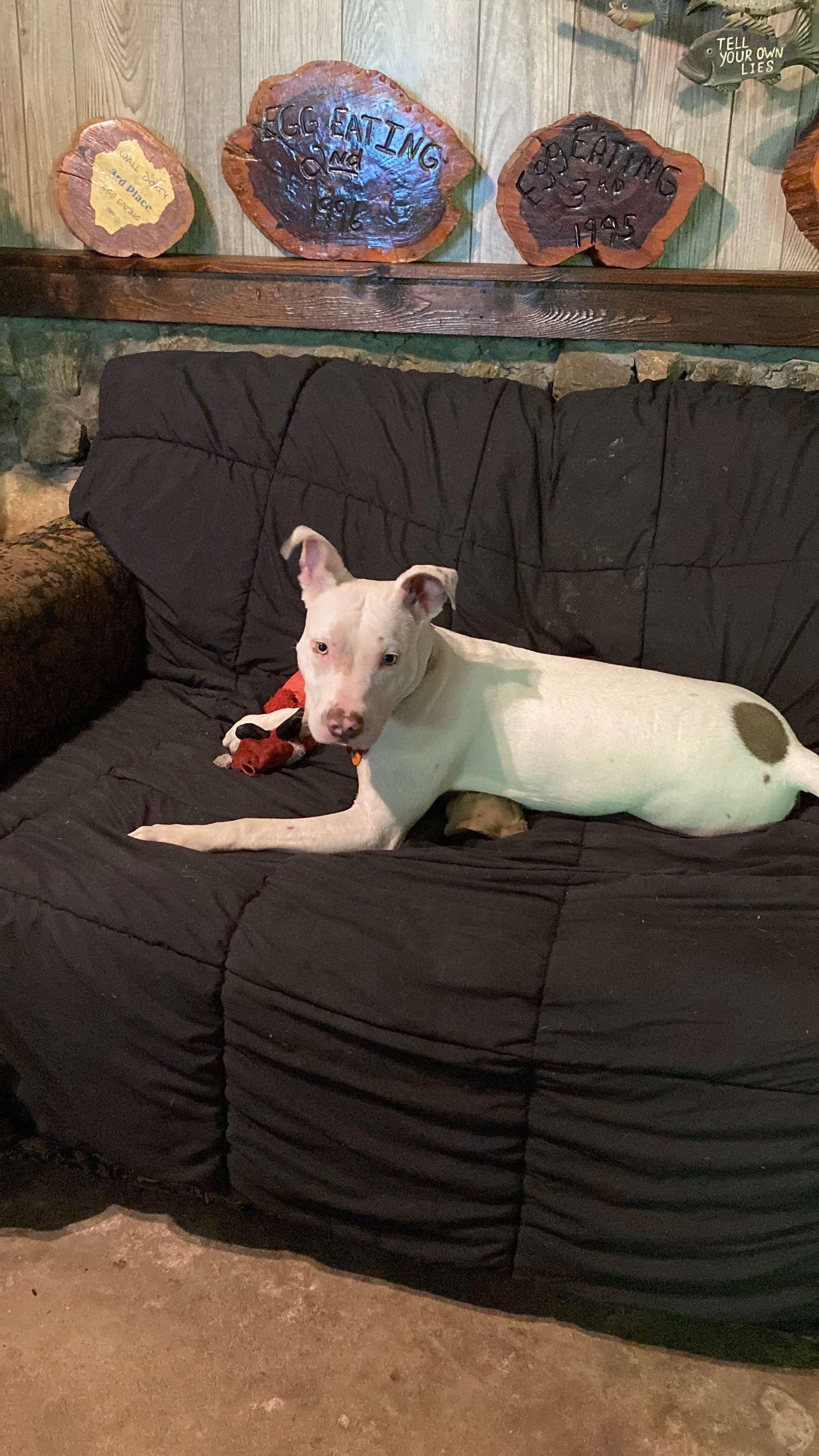 Pearl (Jaime - Fostered in New England) photo 3
