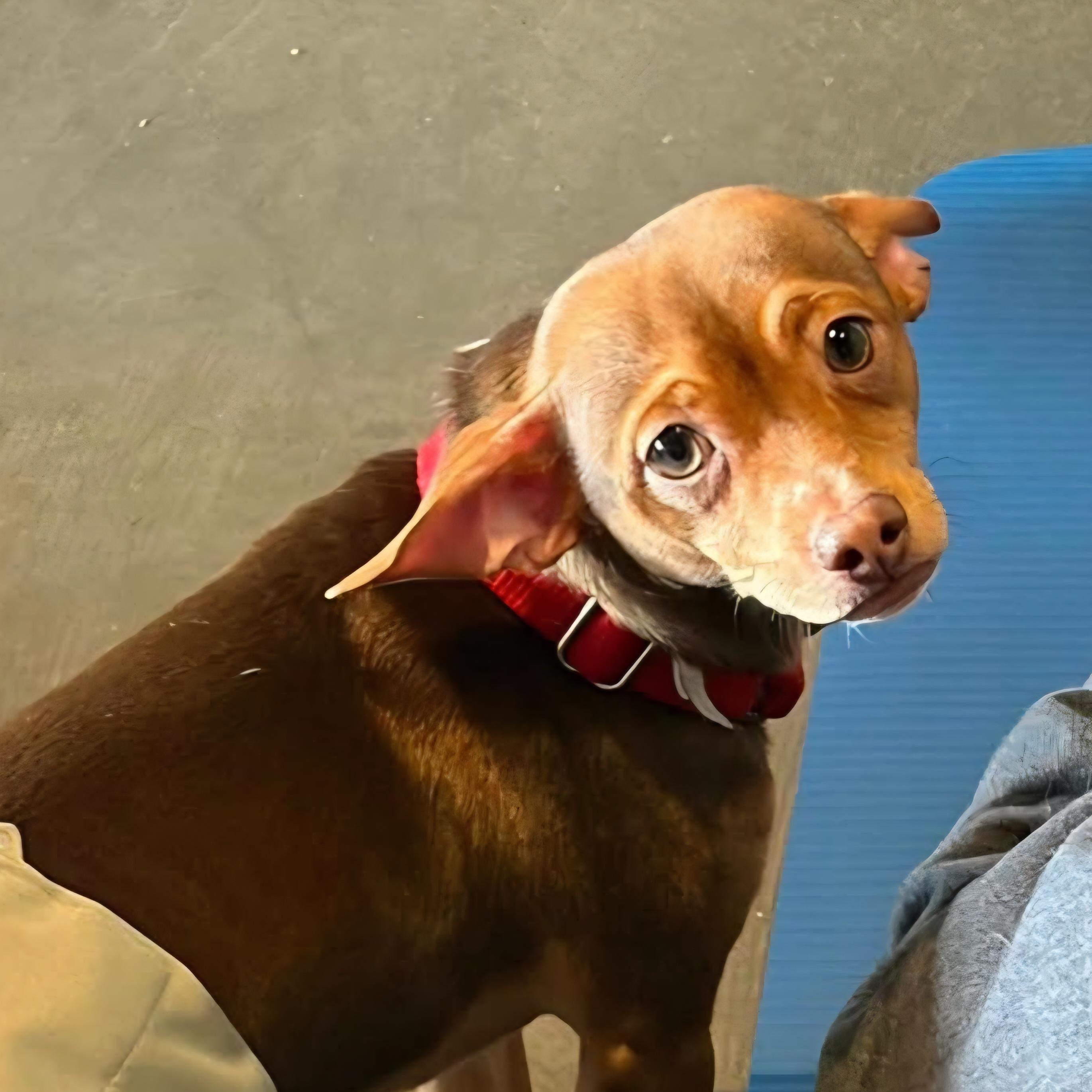 Enlarge COCOA PUFFS, a Adoptable mixed breed in Evansville, WI image 2/3