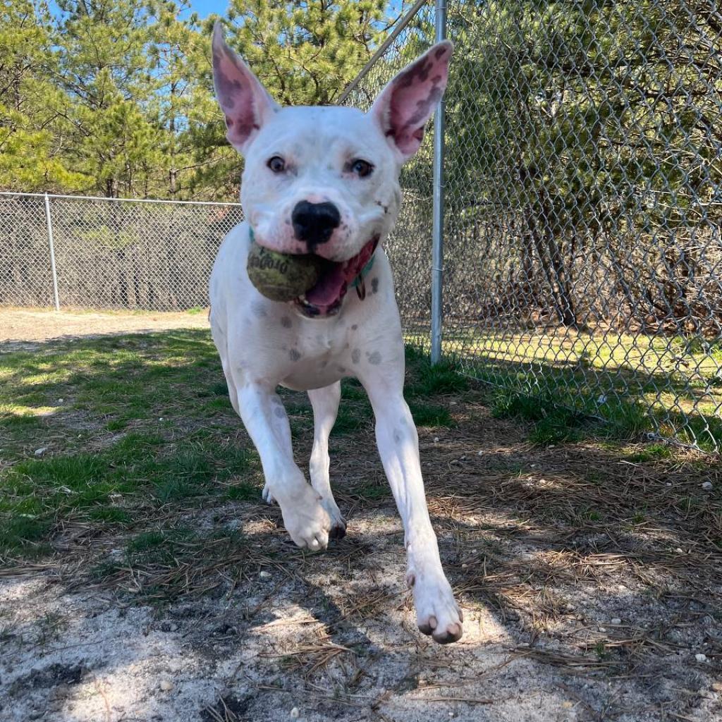 Melo, a Adoptable Mixed Breed in New York, NY image 3/6